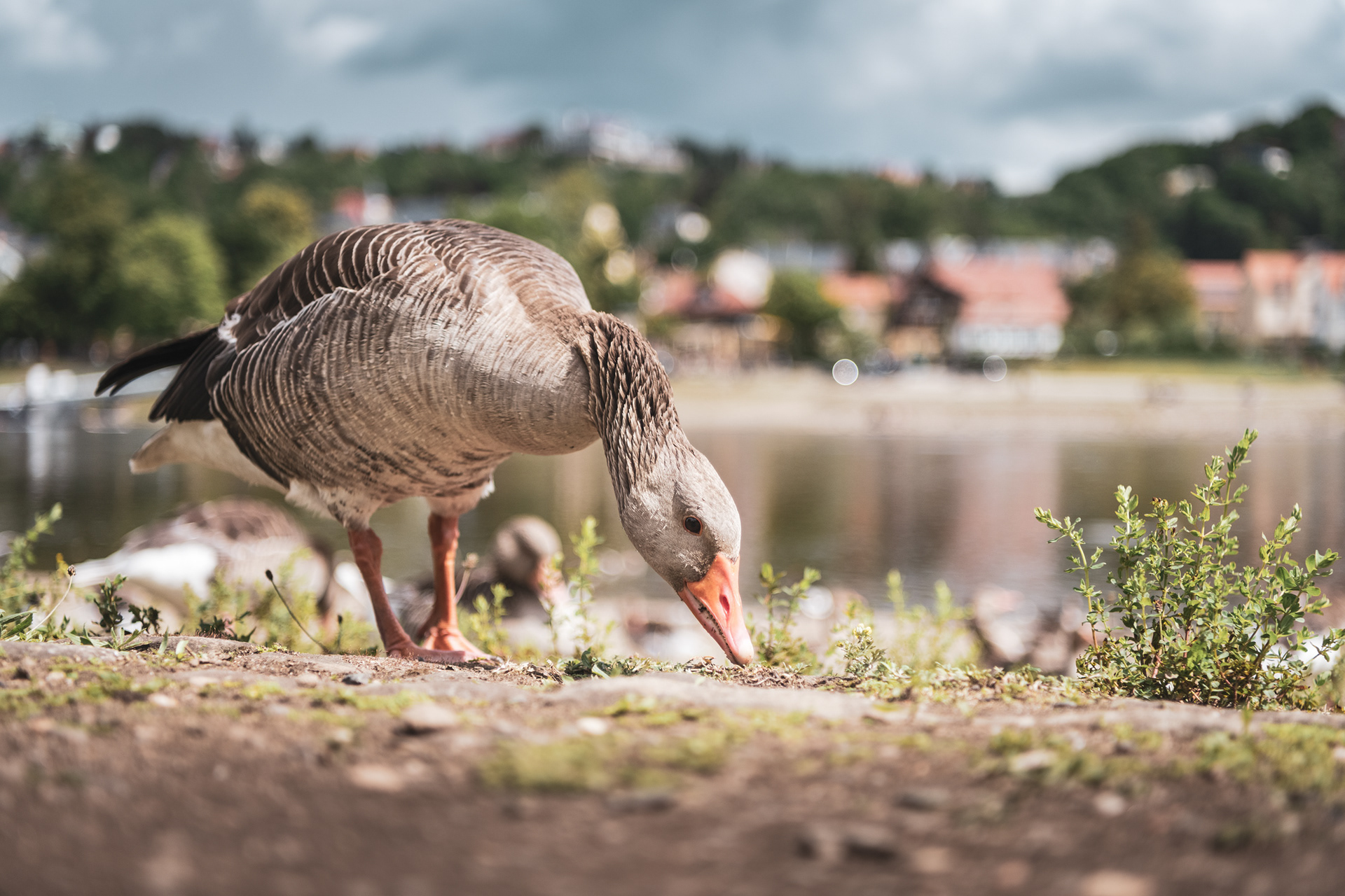 DRESDEN | GOOSE