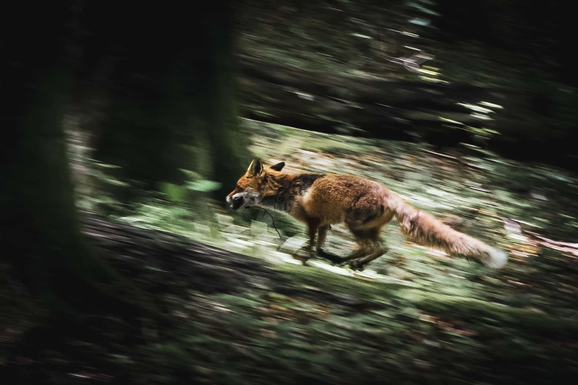 RÜGEN | FOX