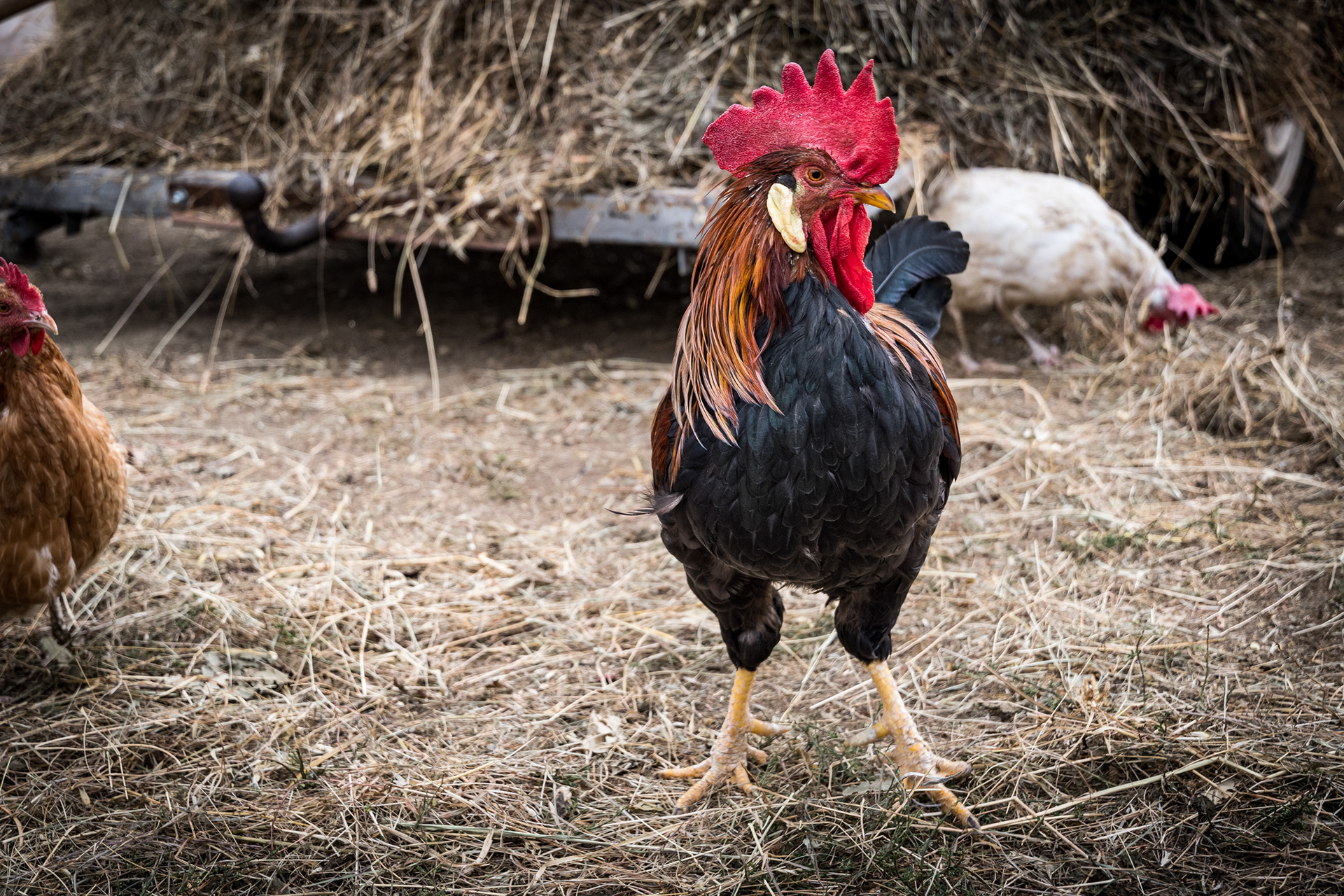 MONTENEGRO | DONKEY FARM - MARTINIĆI