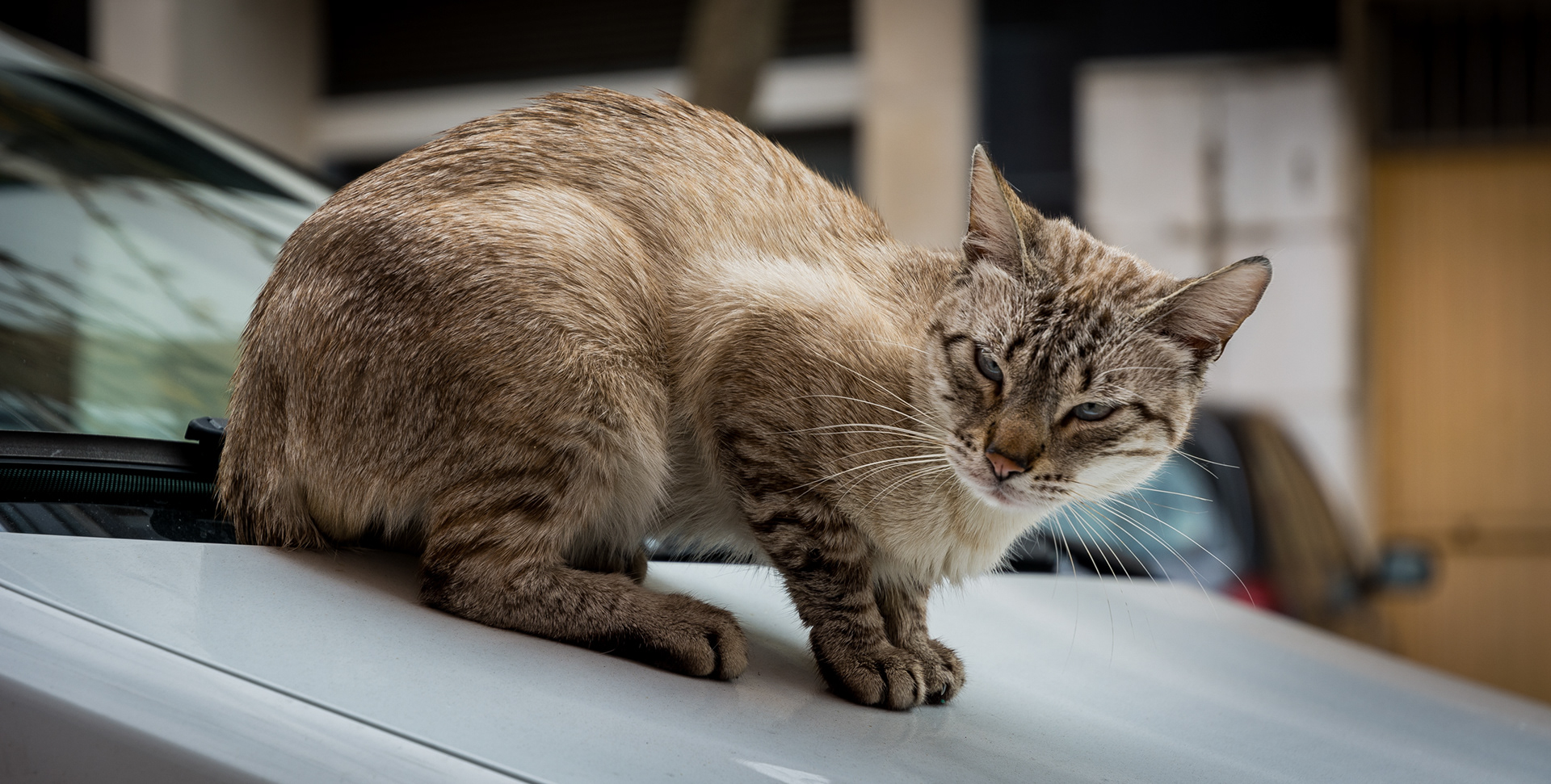 LISBON | CAT