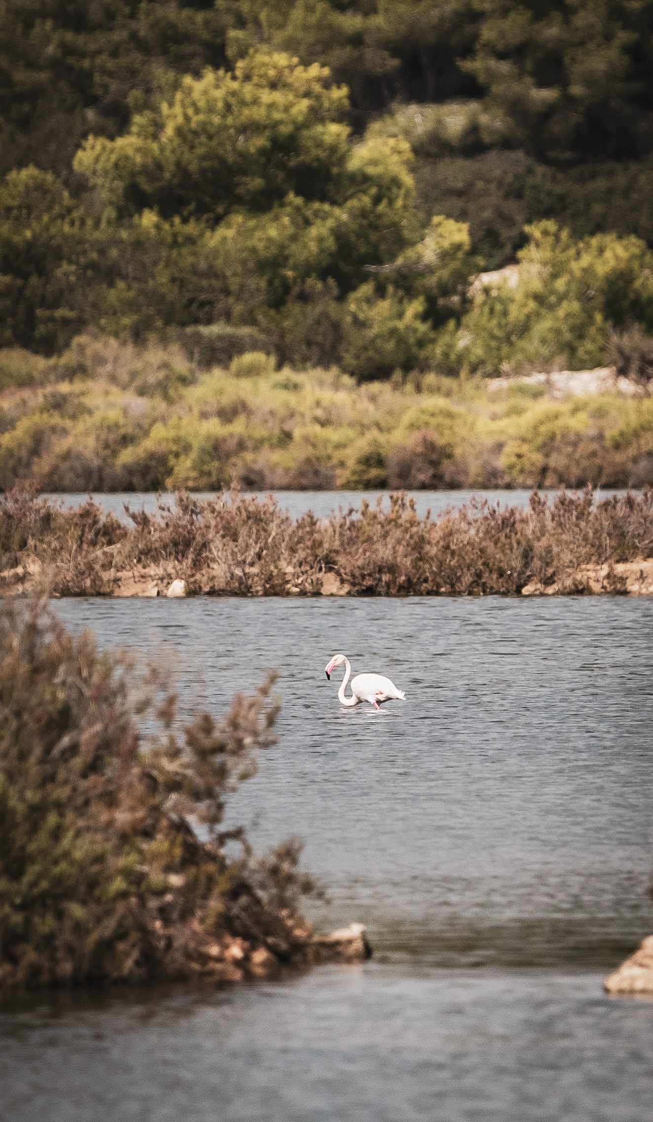 MALLORCA | FLAMINGO