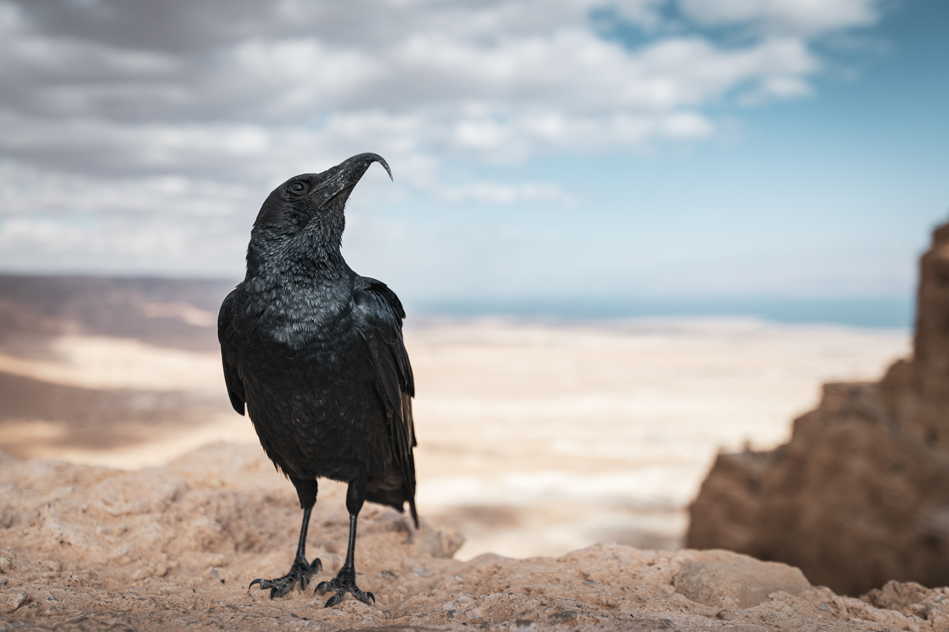 WESTBANK | MASADA | BIRD