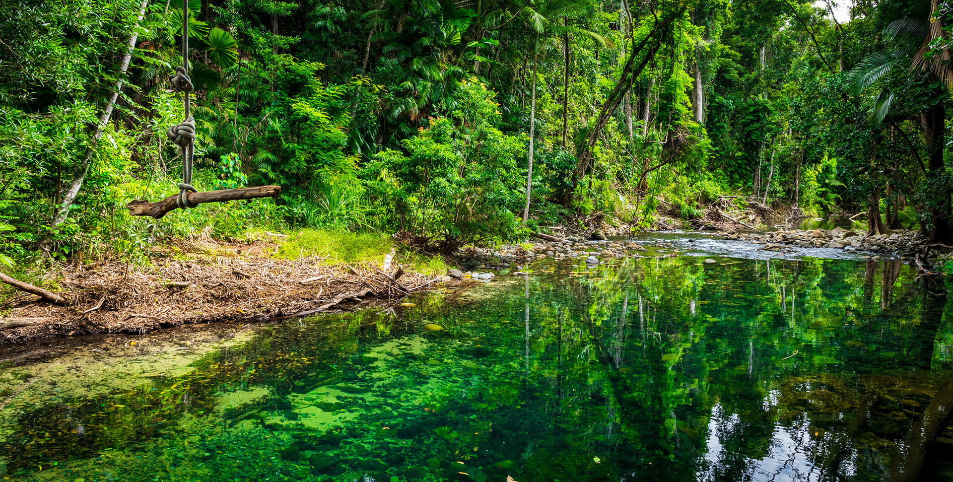 CAPE TRIBULATION | BUSH WALK
