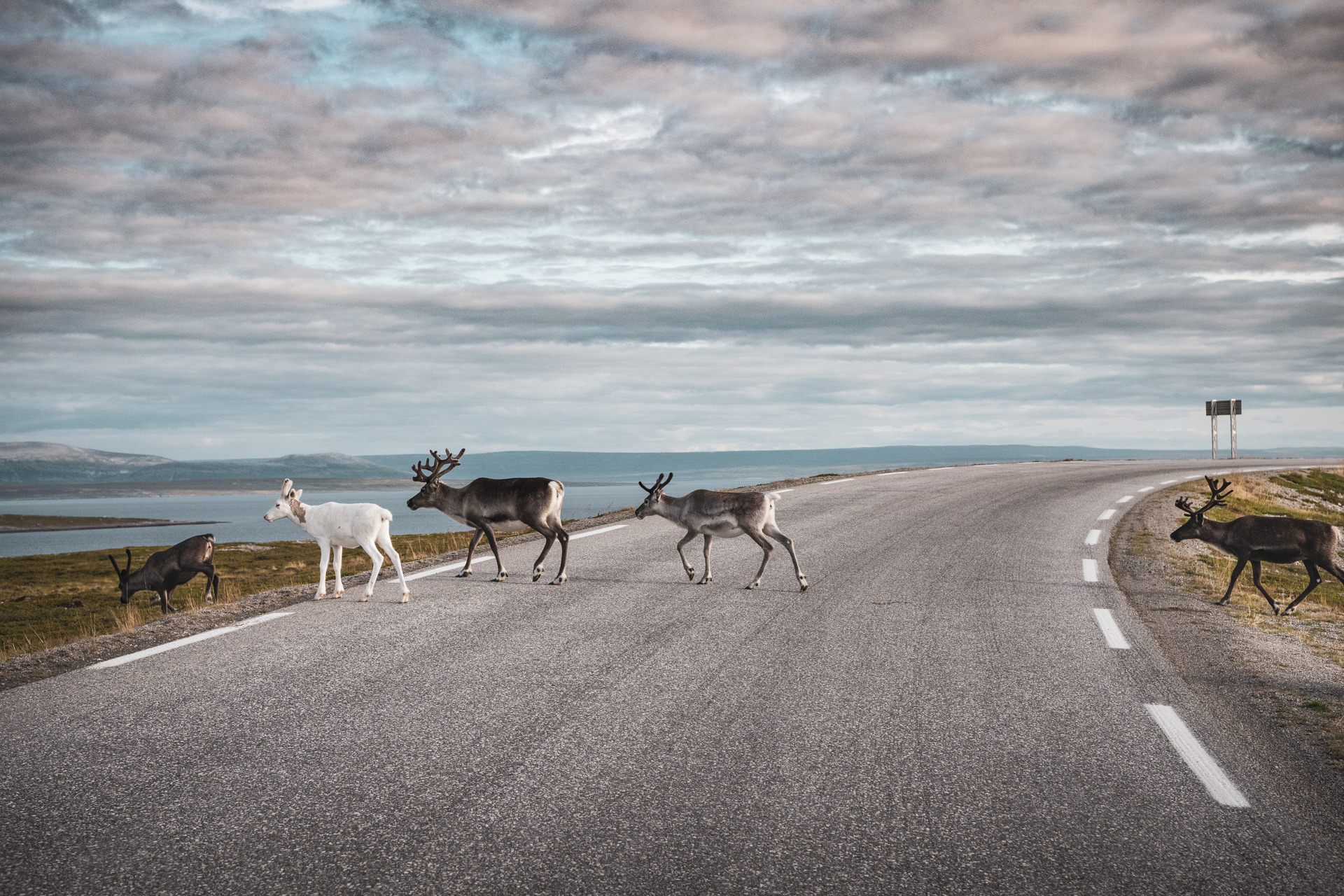 NORWAY | REINDEER
