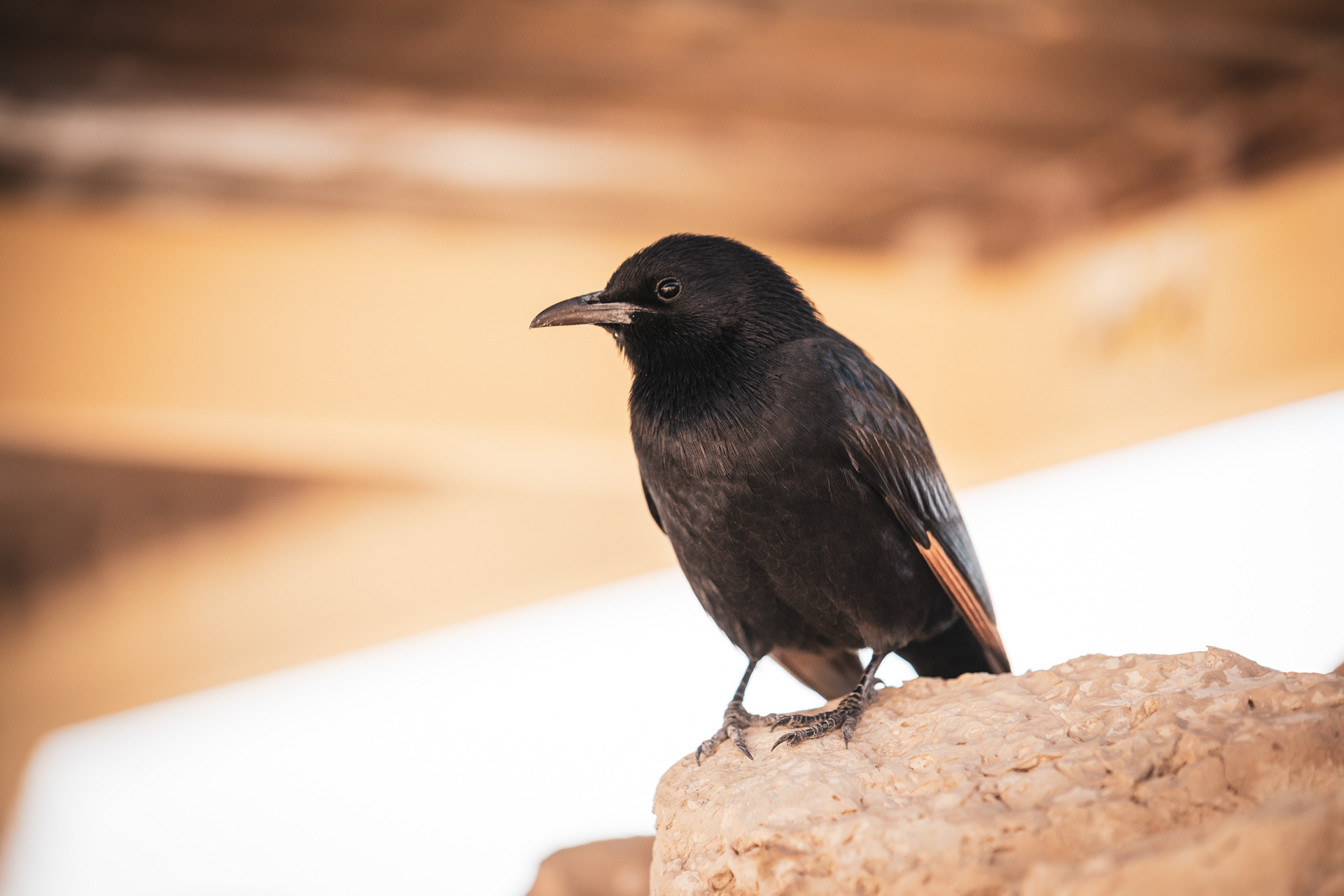WESTBANK | MASADA | BIRD