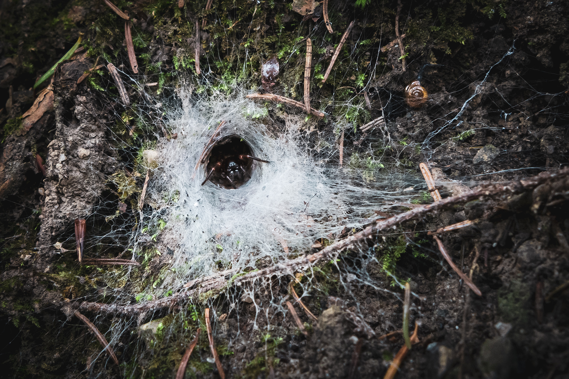 BREGENZ FOREST | LOCAL SPIDER