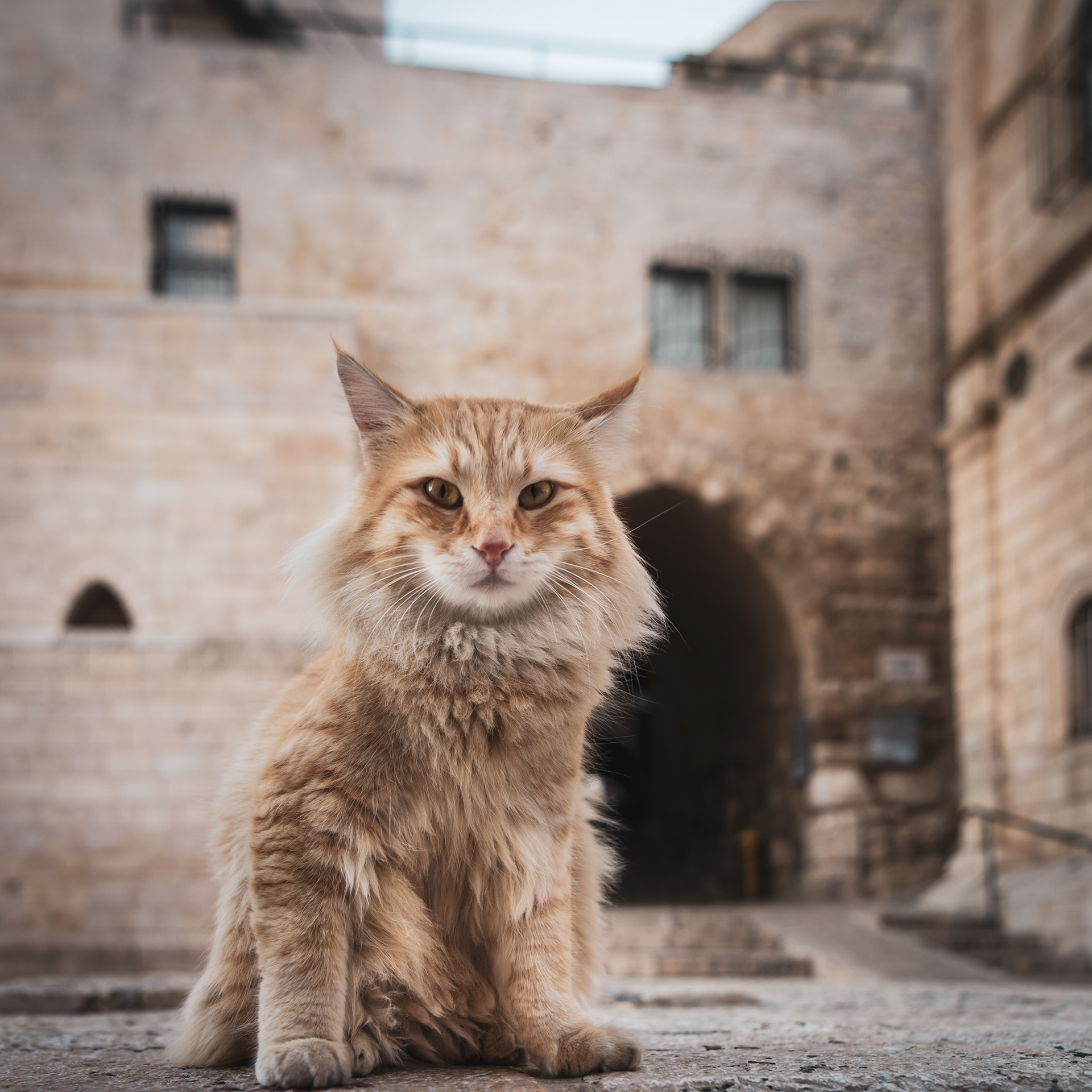 JERUSALEM | LOCAL GARFIELD