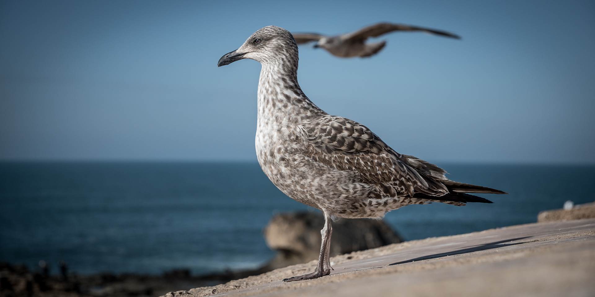 ESSAOUIRA | SEAGULL