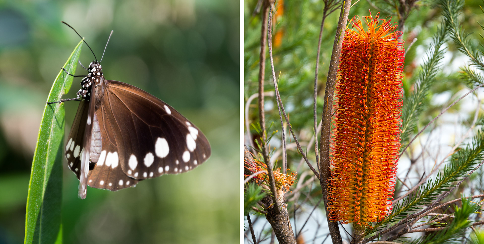 SYDNEY | COMMON CROW BUTTERFLY & BANKSIA