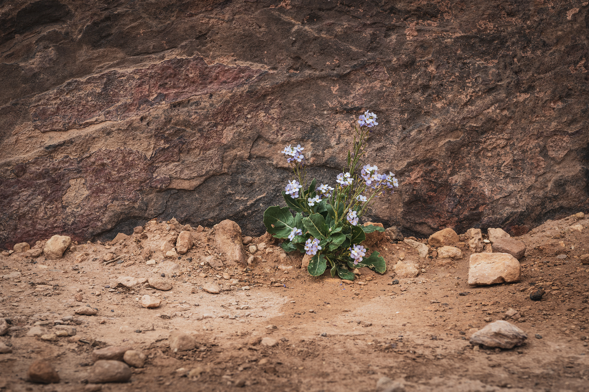 ISRAEL | LONE SURVIVOR