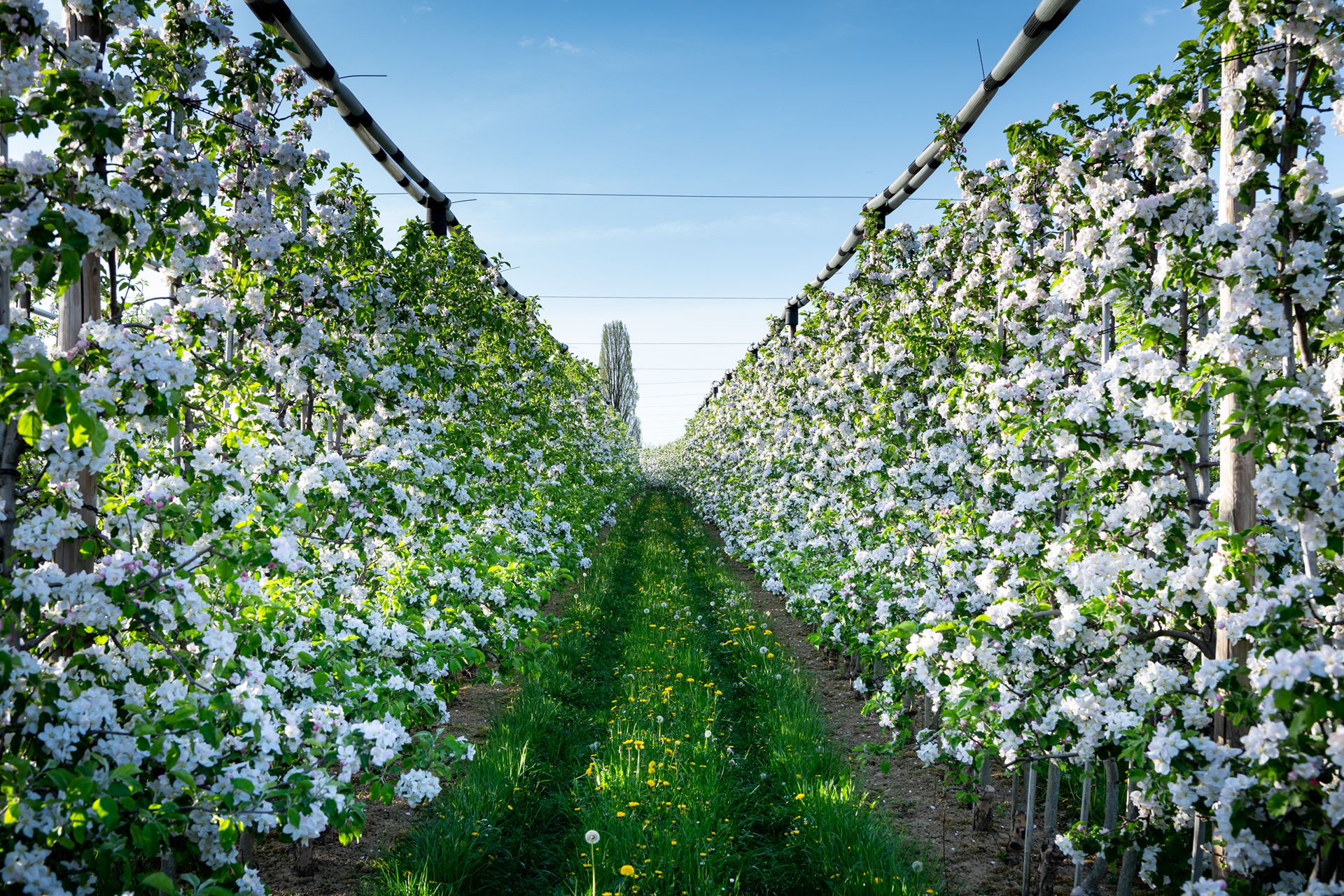 KLUFTERN | APPLE BLOSSOM