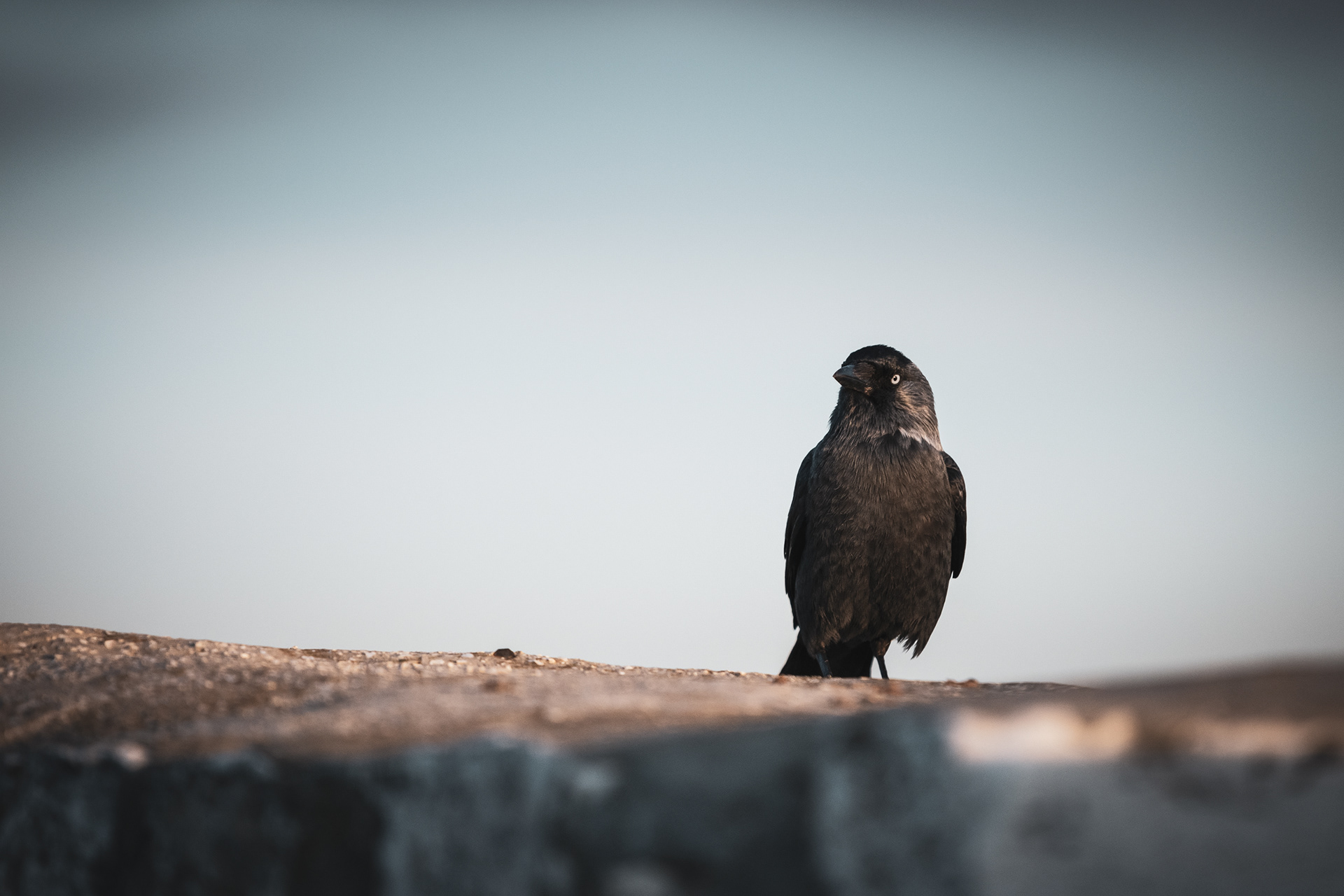 JERUSALEM | BIRD