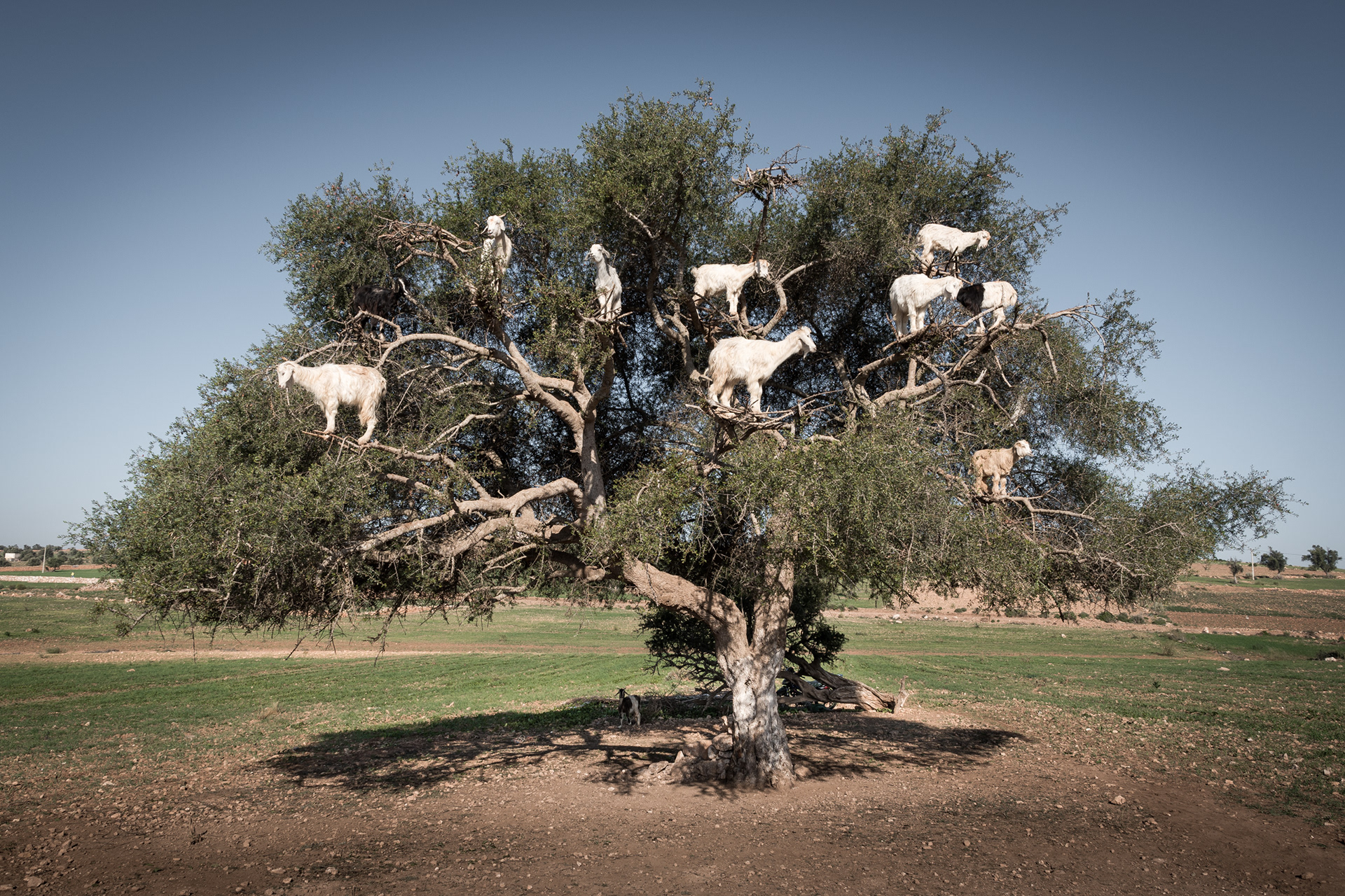 ESSAOUIRA | TREE GOATS