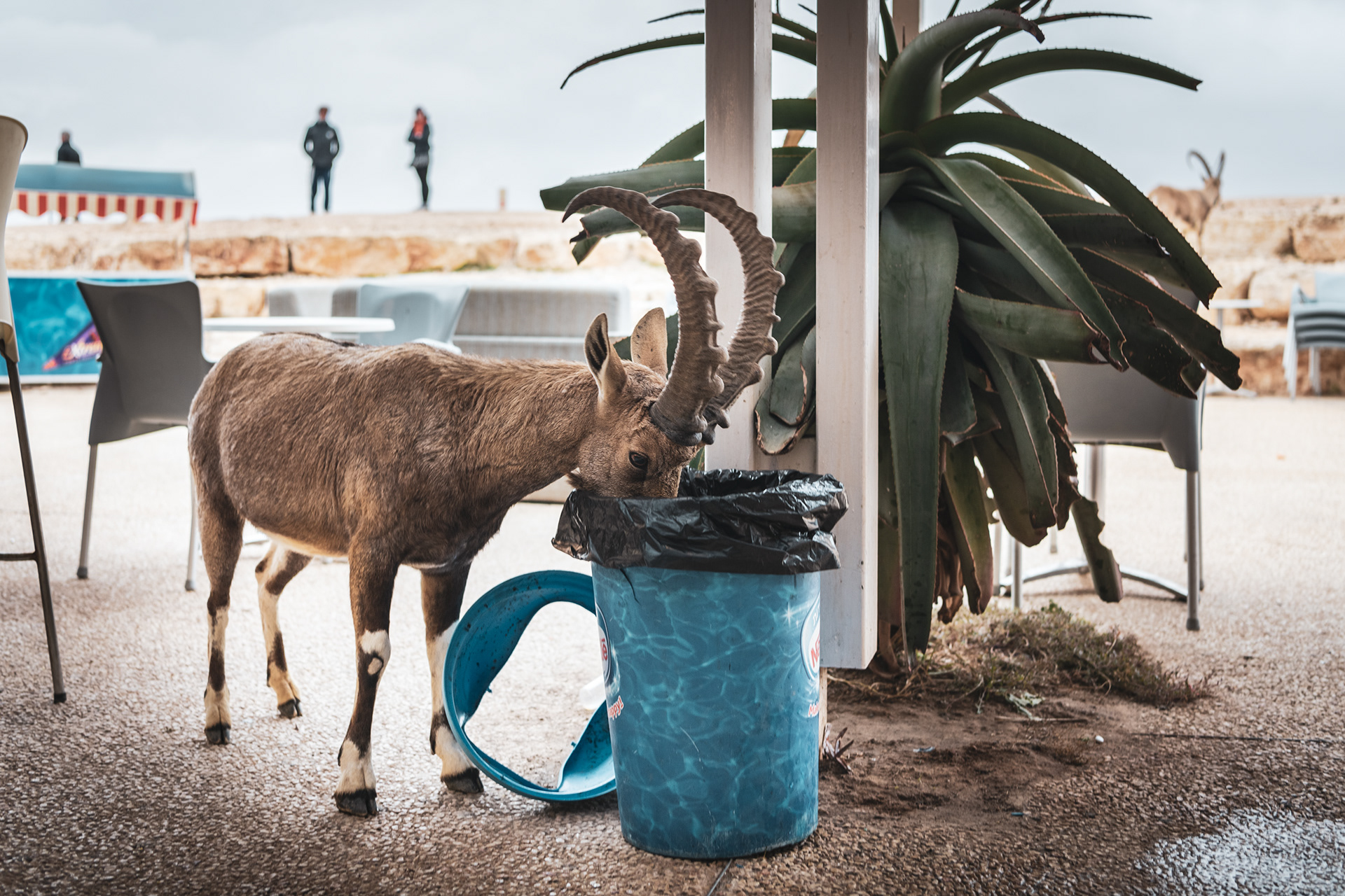 ISRAEL | URBAN NUBIAN IBEX