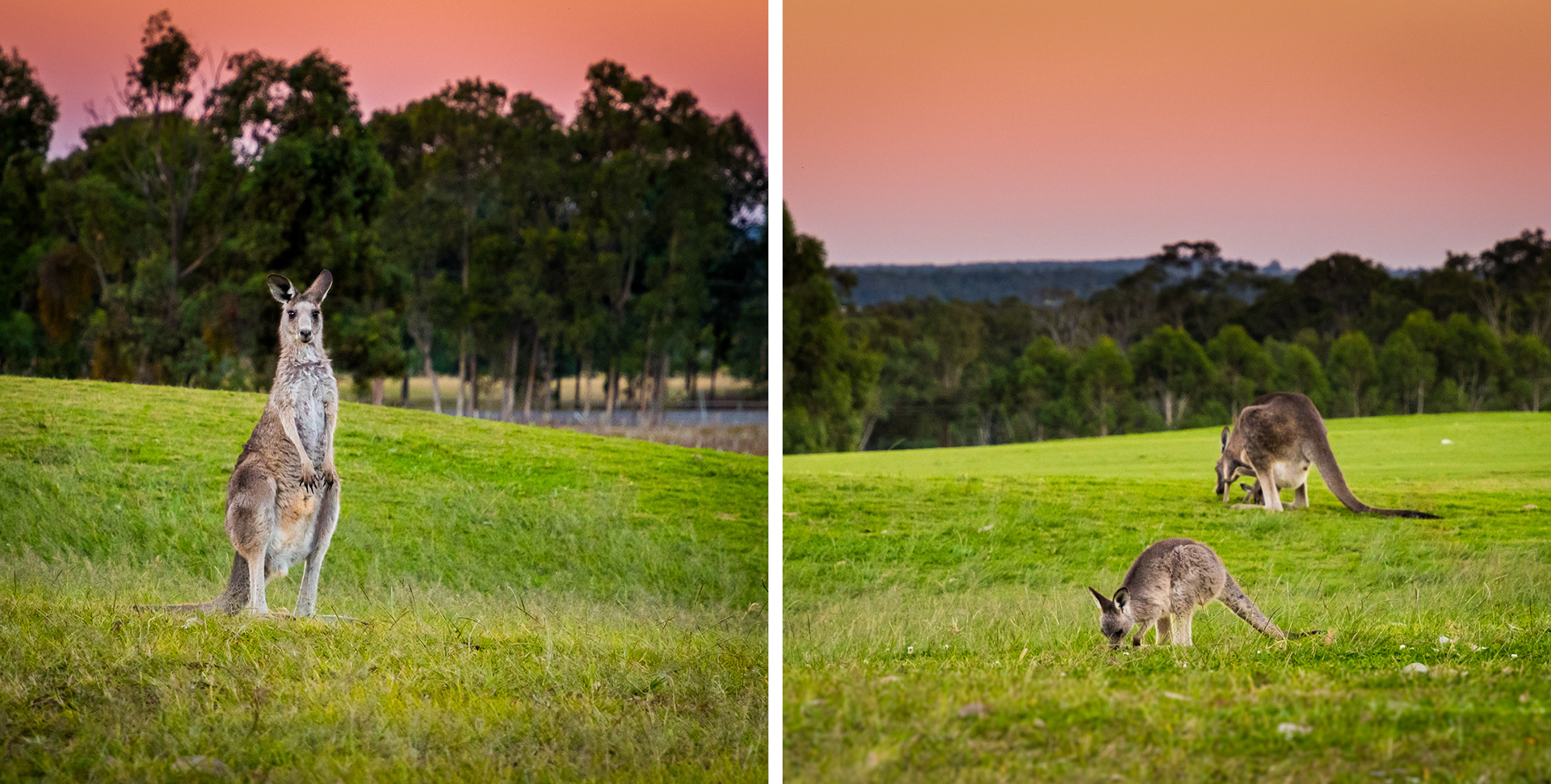 HUNTER VALLEY | KANGAROO