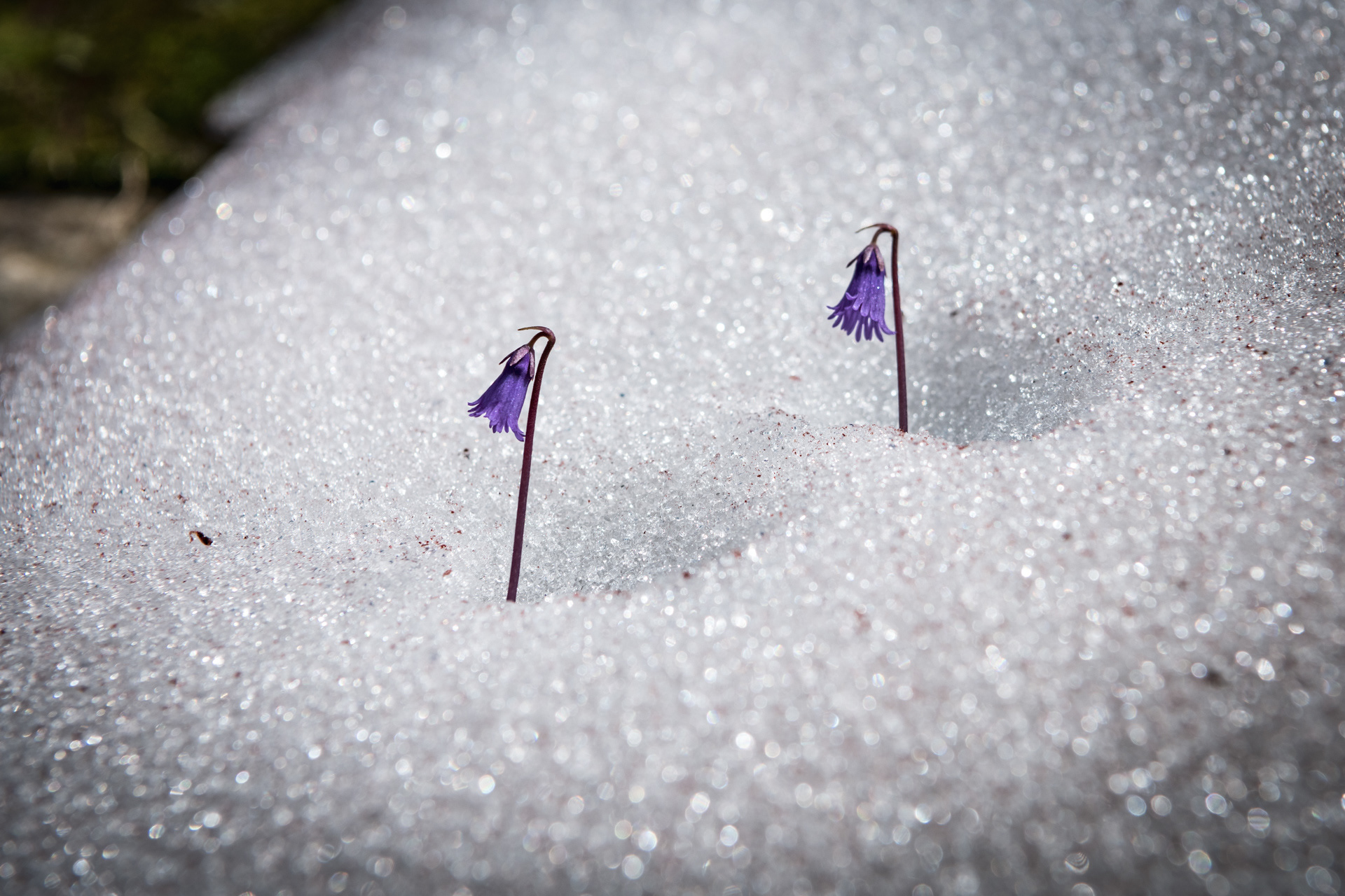 CANTON OF TICINO | FLOWERS