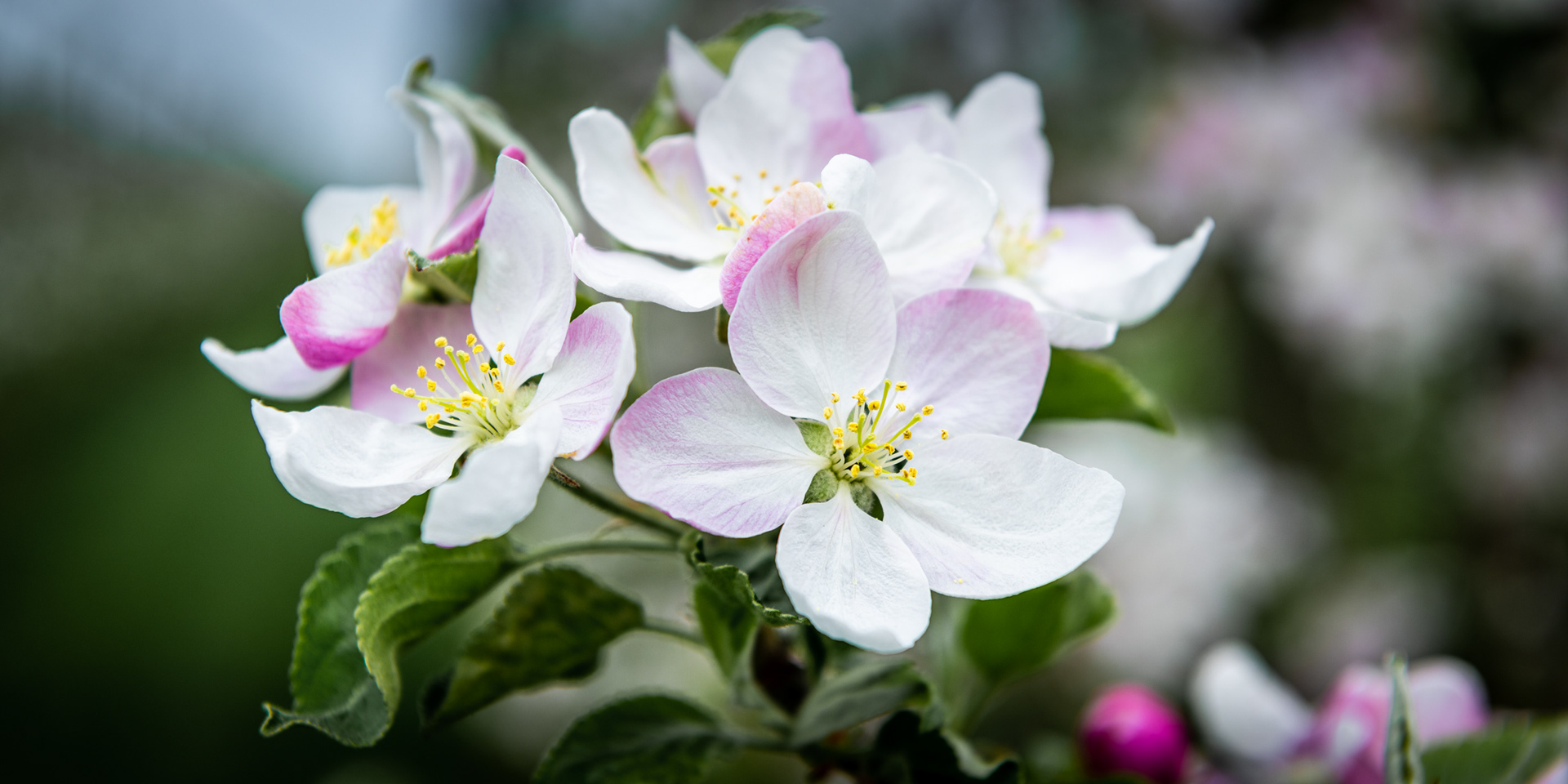 KLUFTERN | APPLE BLOSSOM