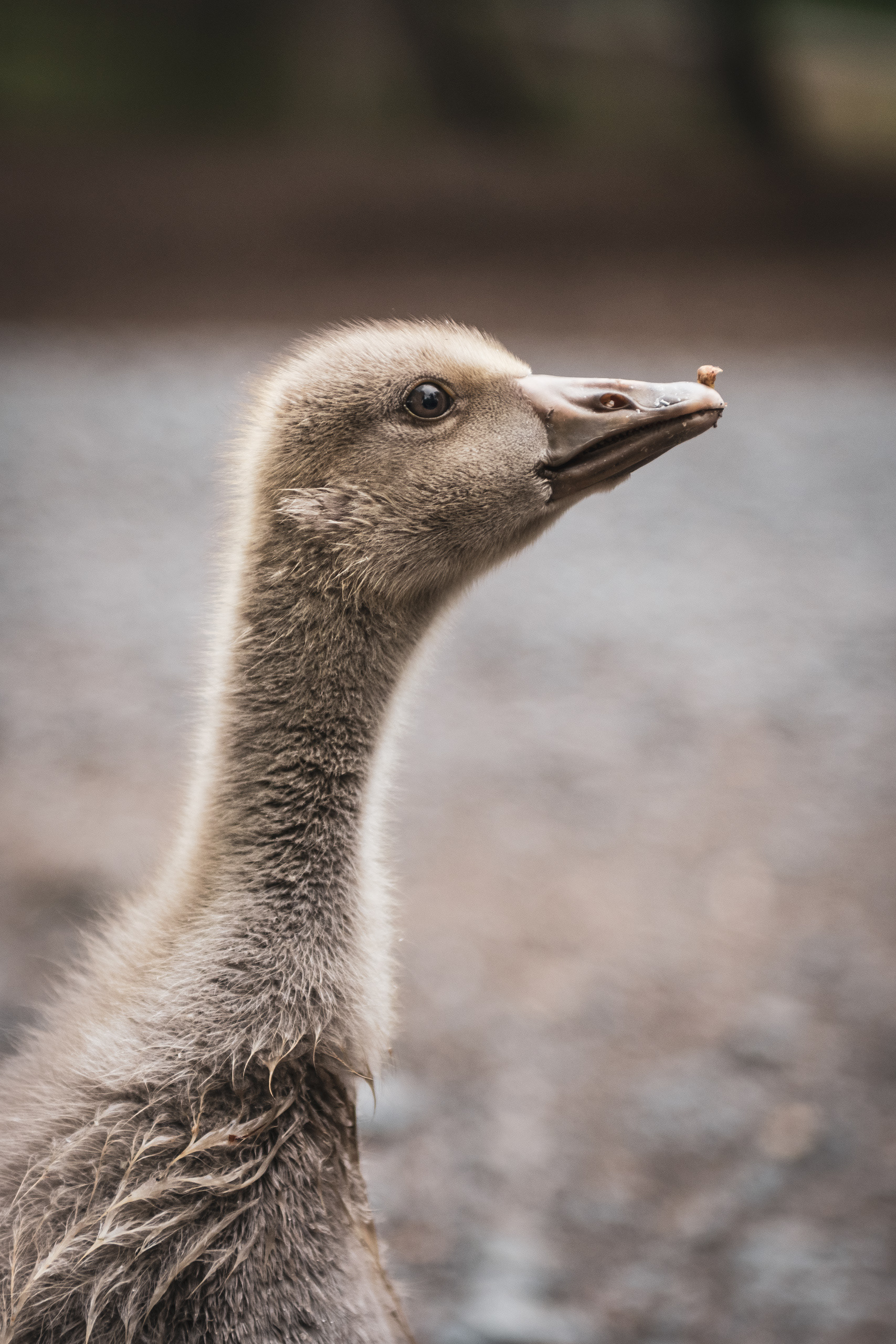 MEISSEN | GOOSE