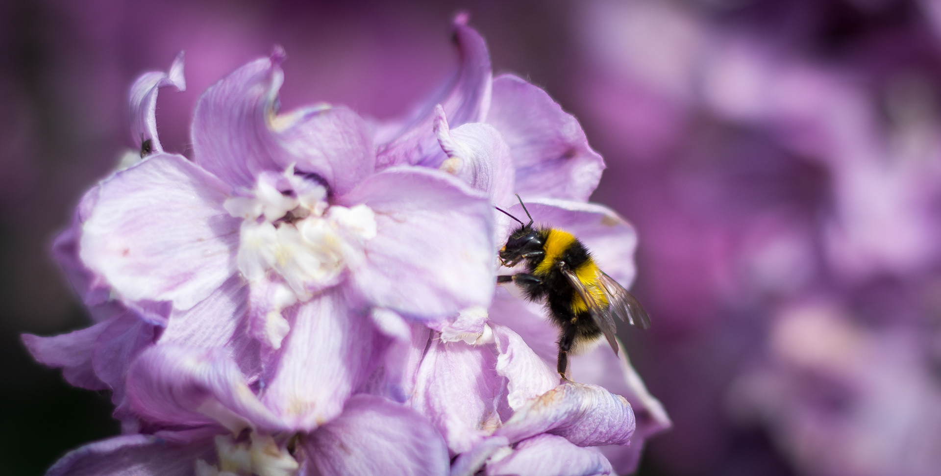 BUMBLEBEE