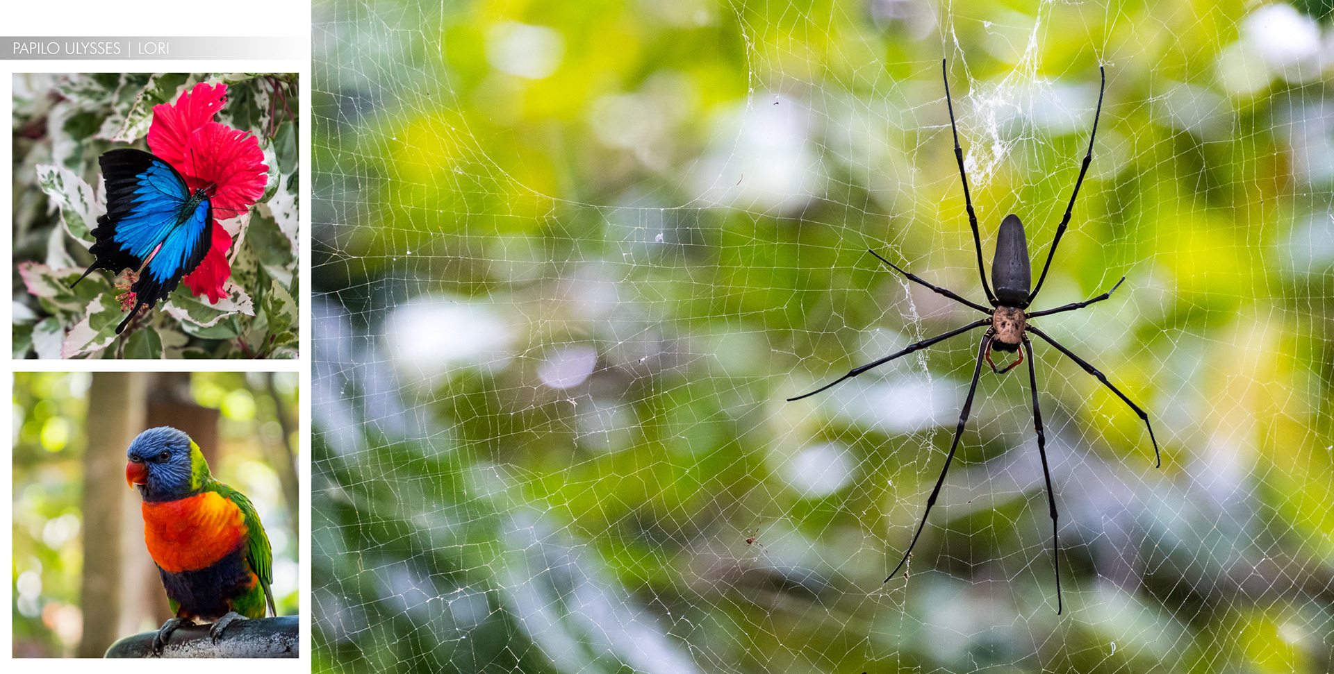 CAPE TRIBULATION | PAPILO ULYSSES & LORI & GOLDEN ORB