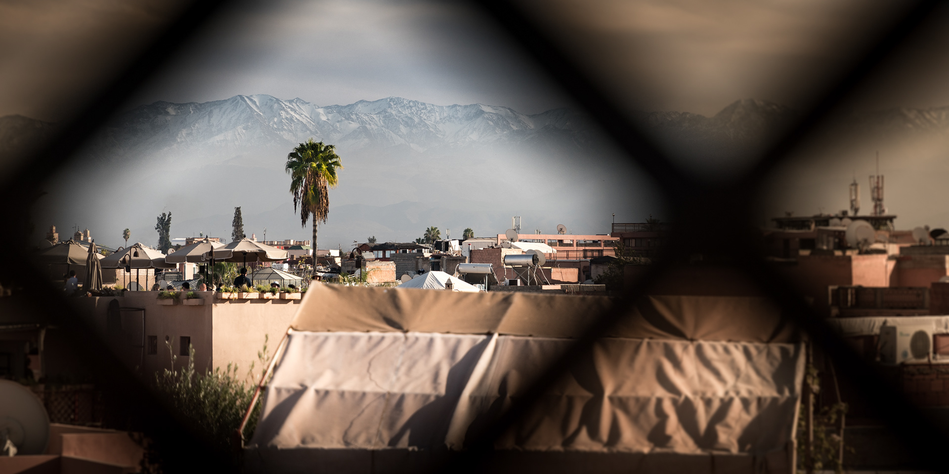 MARRAKESH | LONE PALM TREE