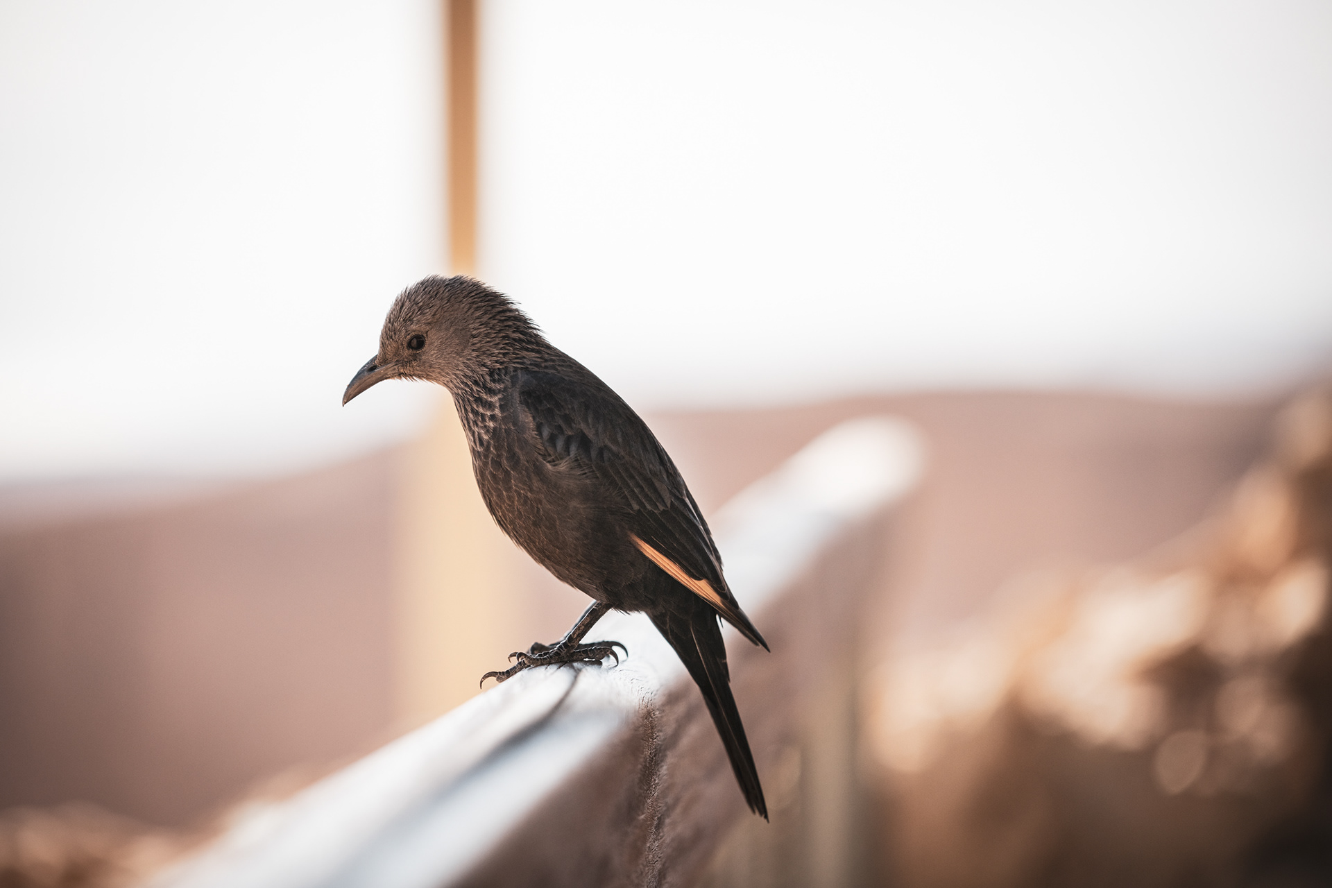 WESTBANK | MASADA | BIRD