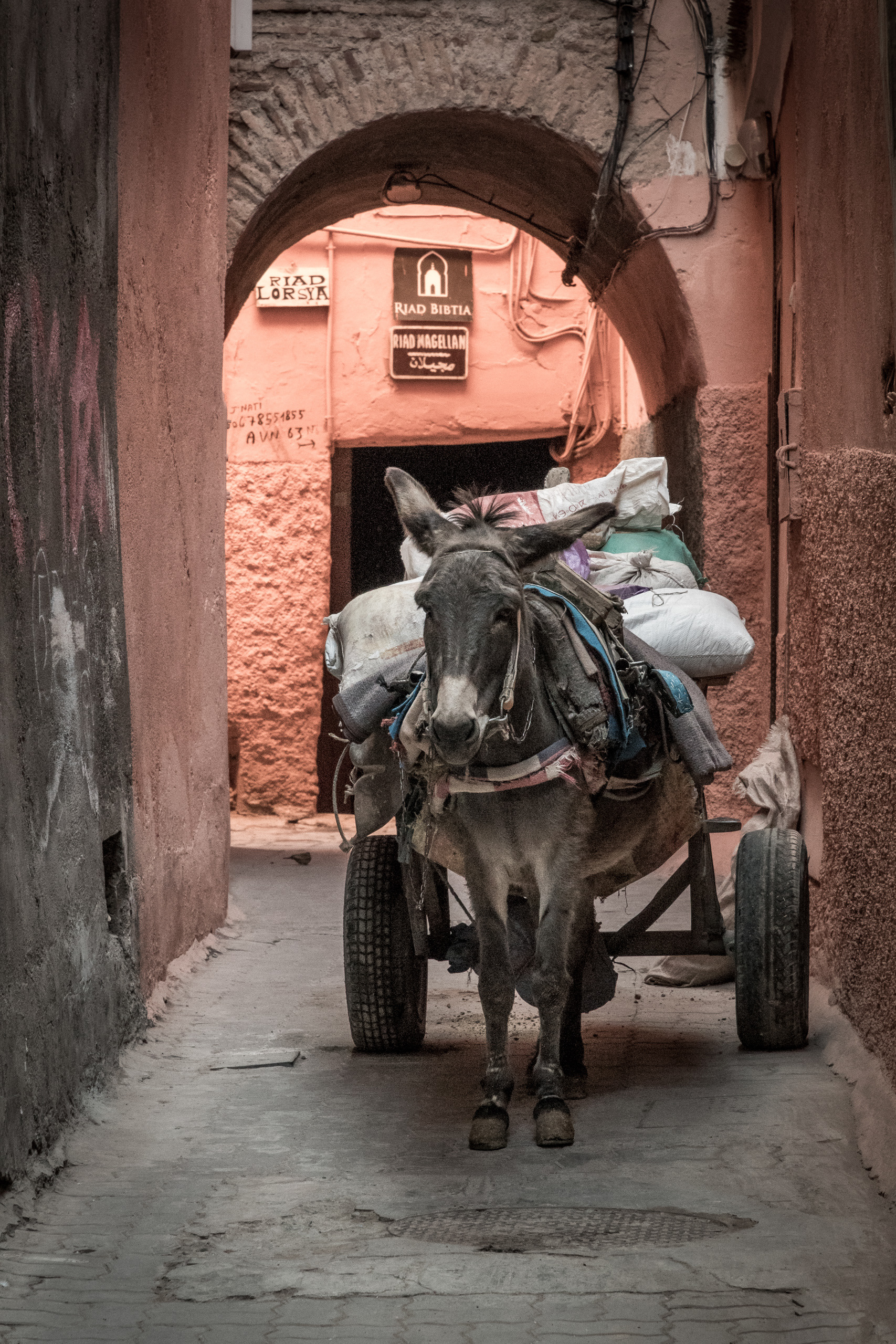 MARRAKESH | DONKEY CART
