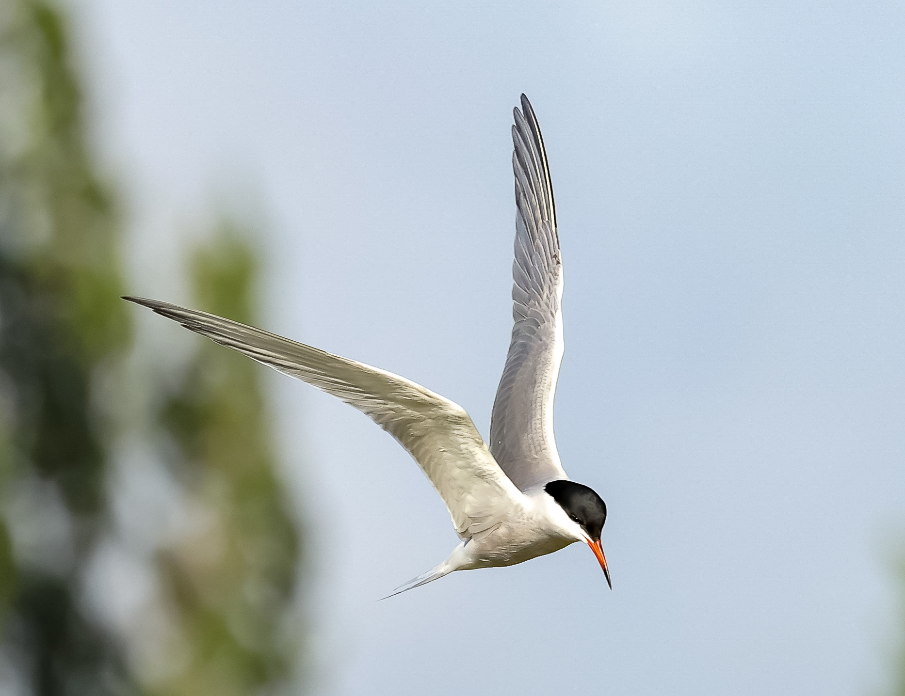 Common Tern