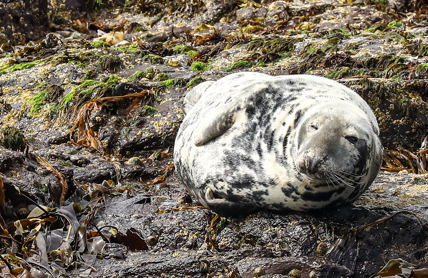 Grey Seal