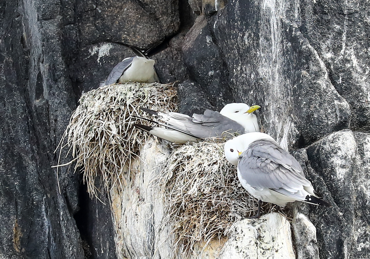 Kittiwake