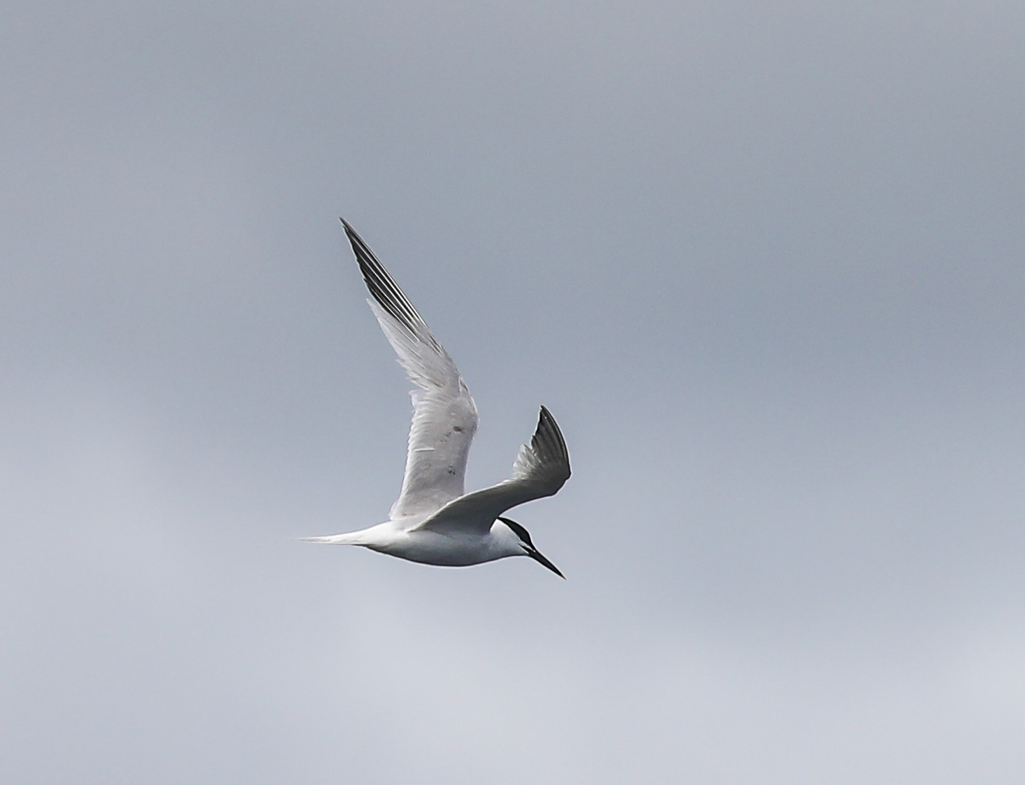 Tern