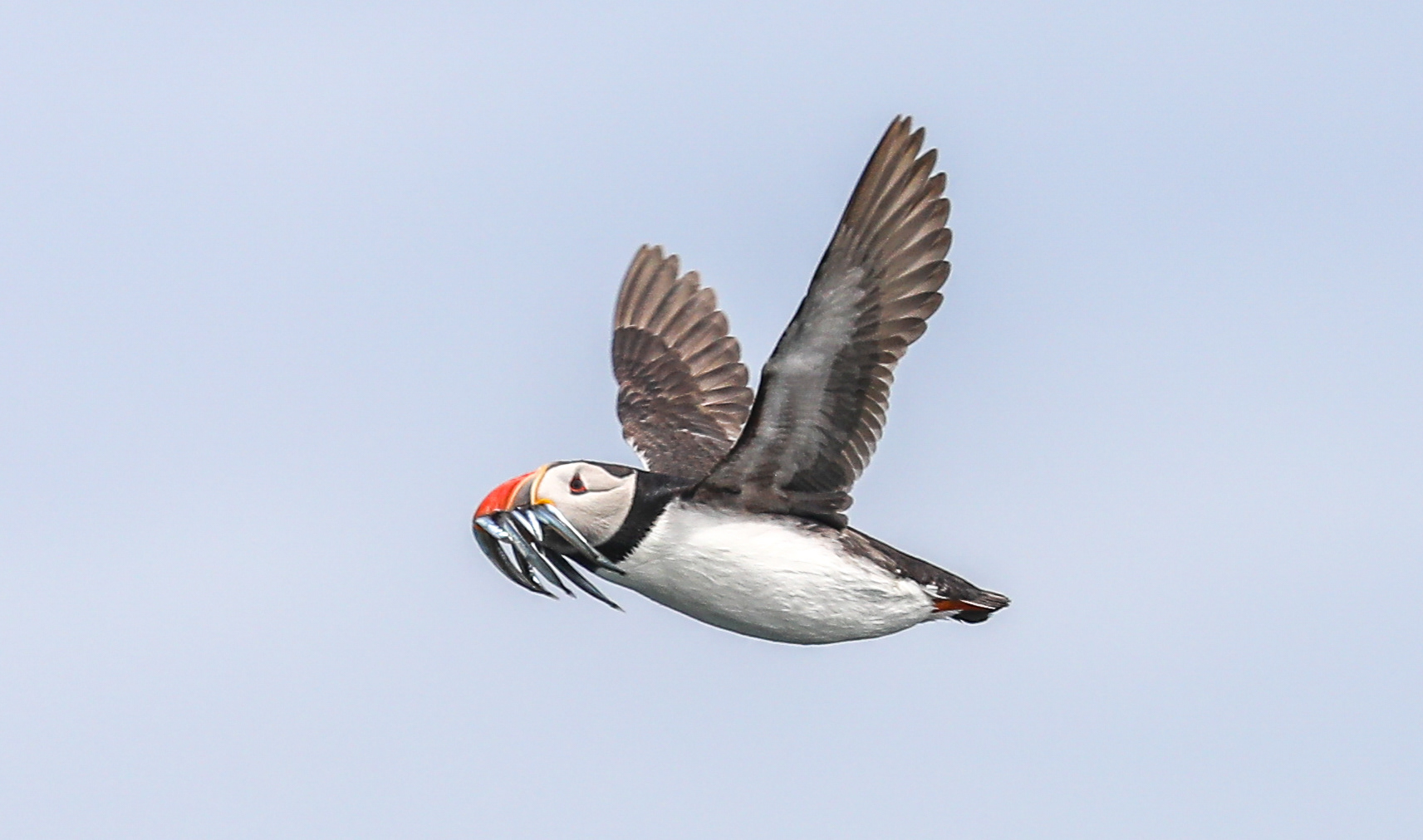 Puffin