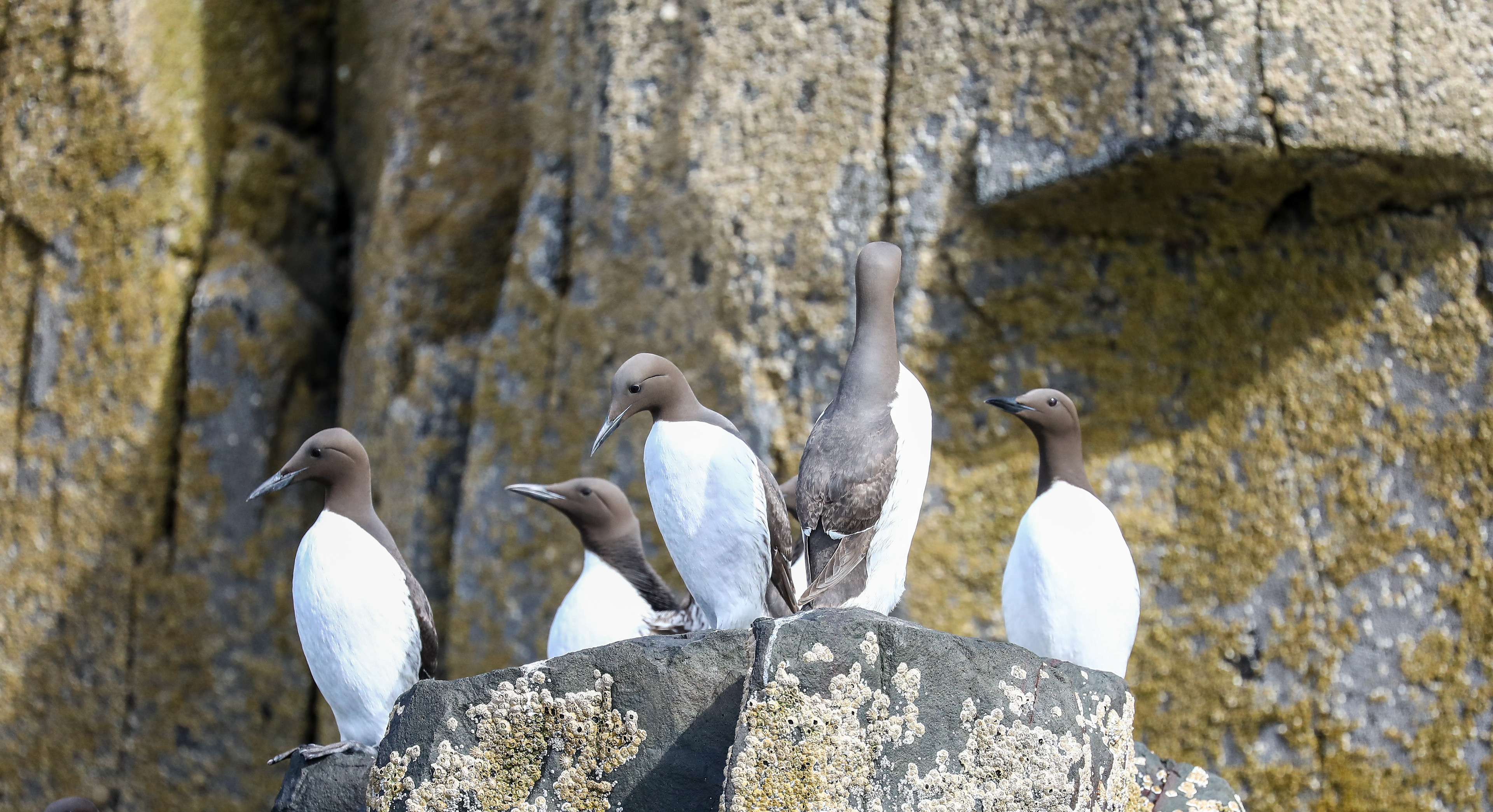 Guillemot