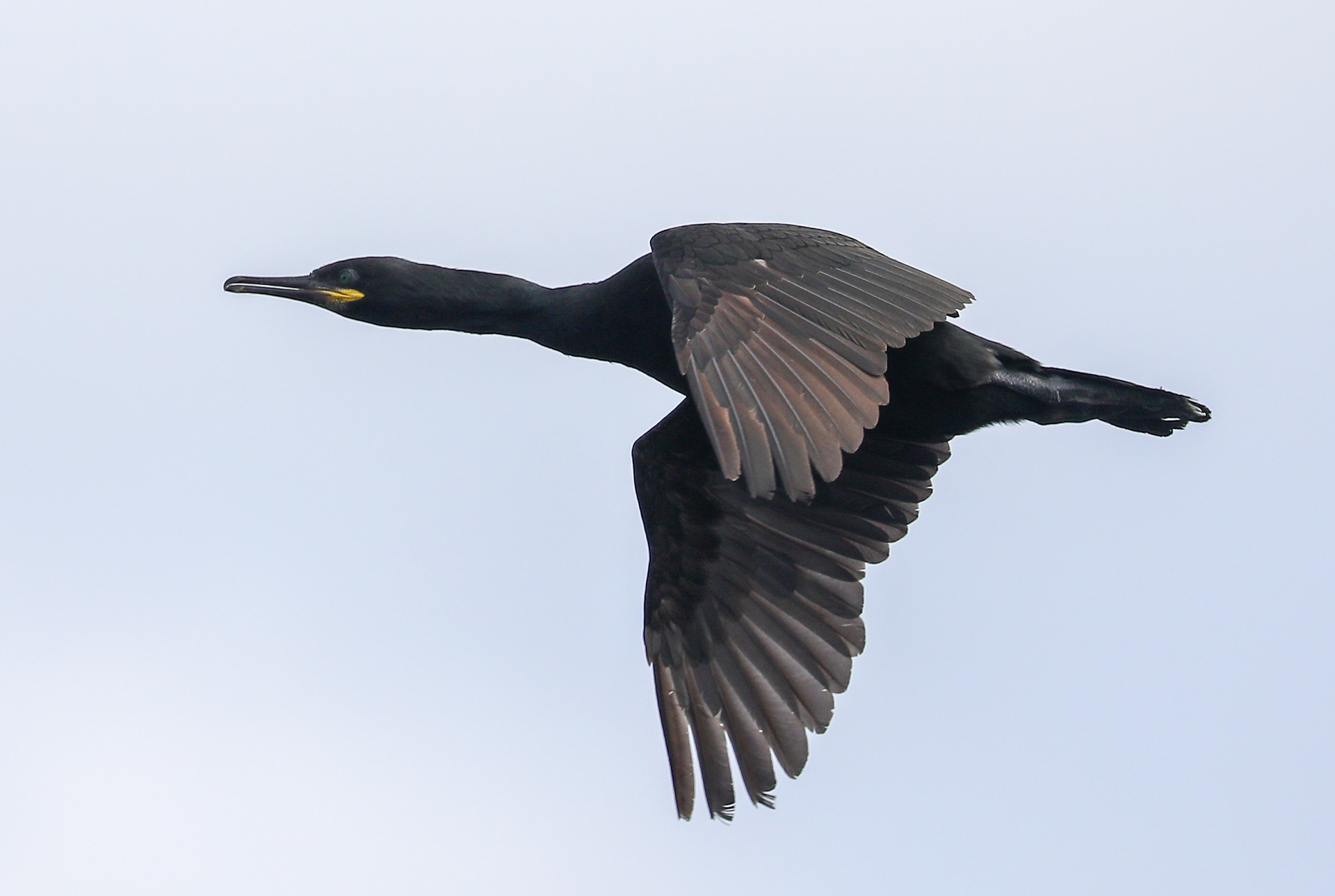 Shag