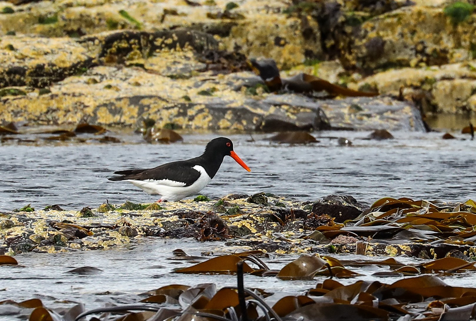 Oystercatcher