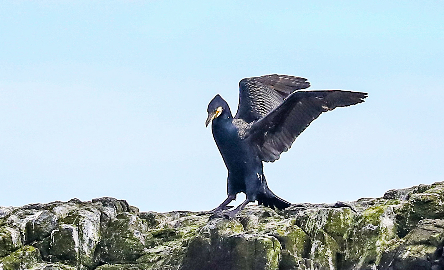 Cormorant