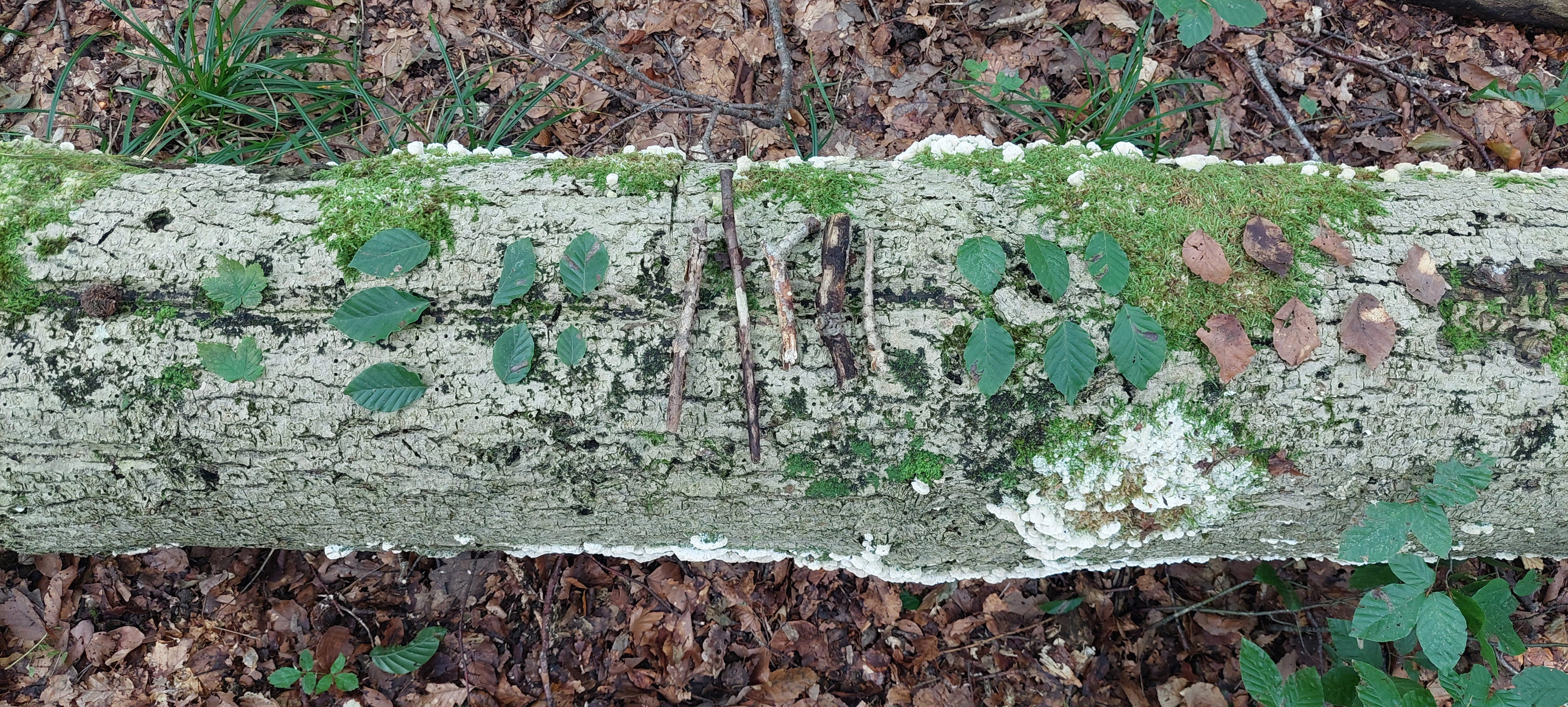 Mengenverständnis im Wald üben