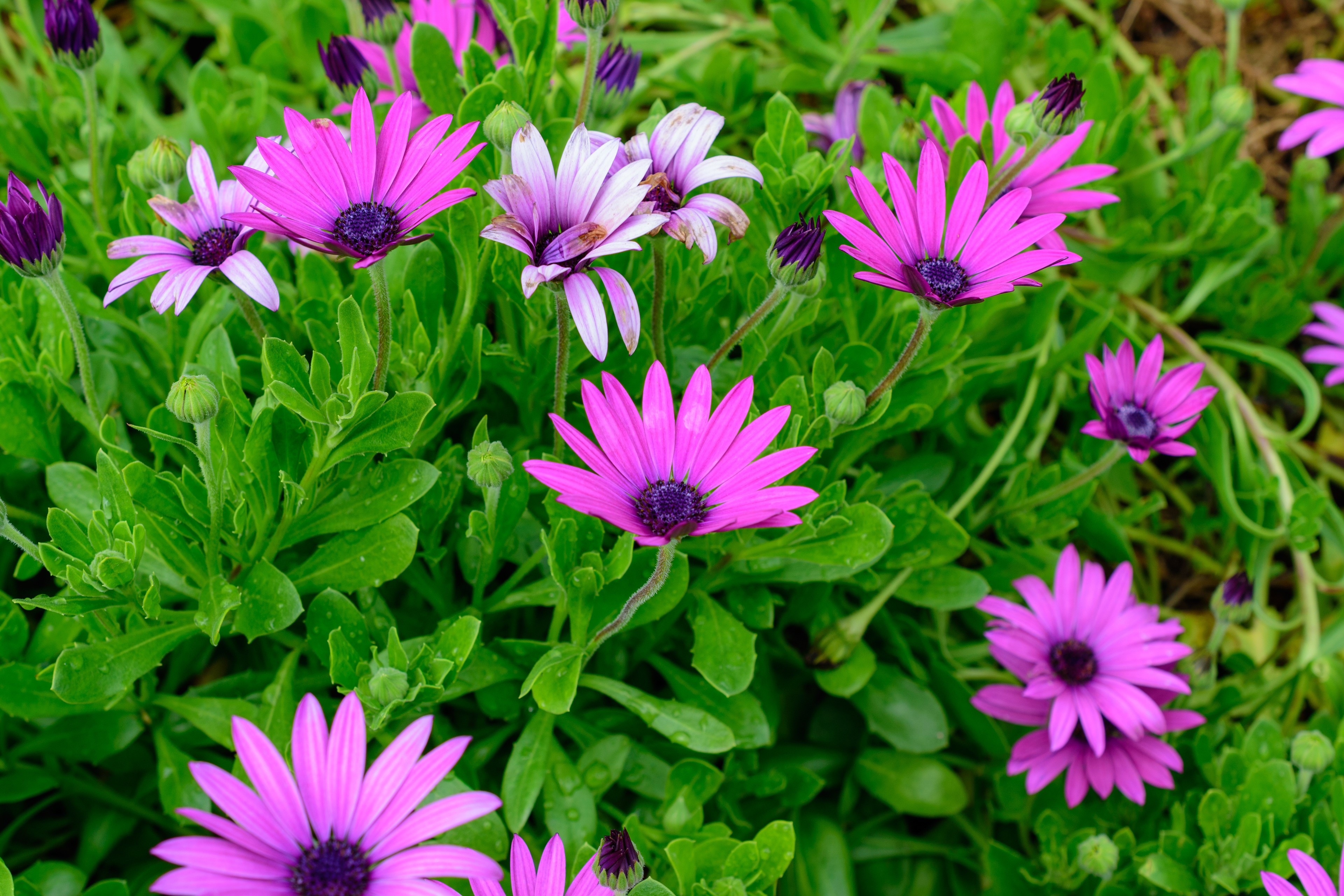 The rain broke for a moment and the sky was still moody, but the flowers came out to do flower things!