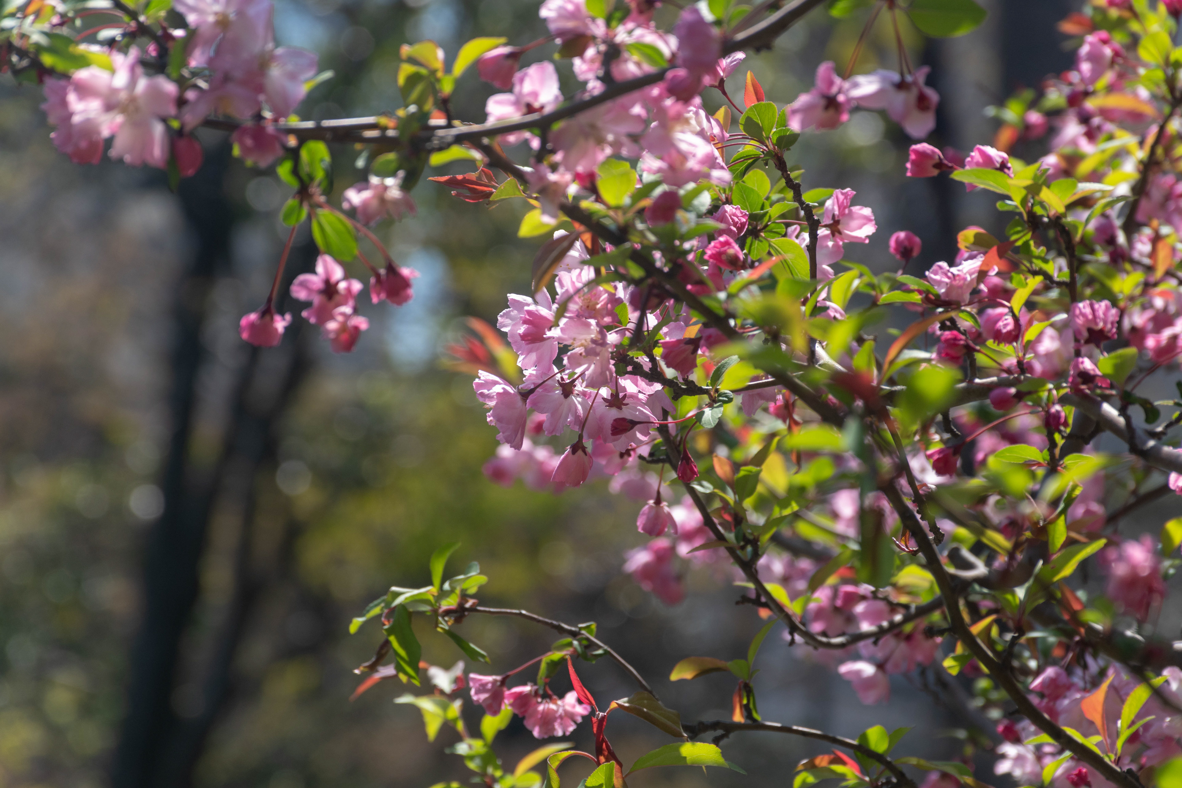 Changing seasons: This year was cool because I got to see spring in two countries at two different times.  This one was in Tokyo, Japan!