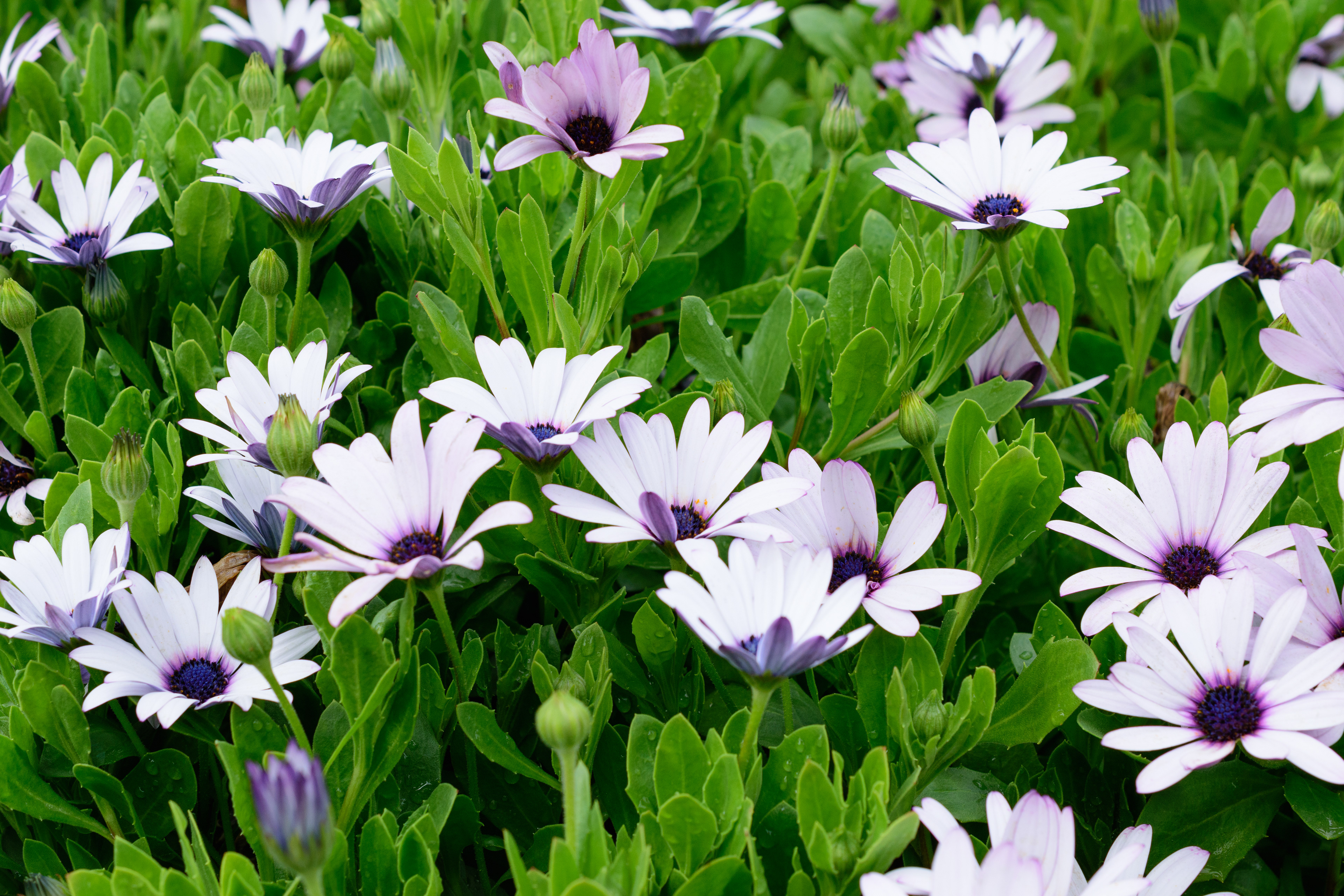 The rain broke for a moment and the sky was still moody, but the flowers came out to do flower things!