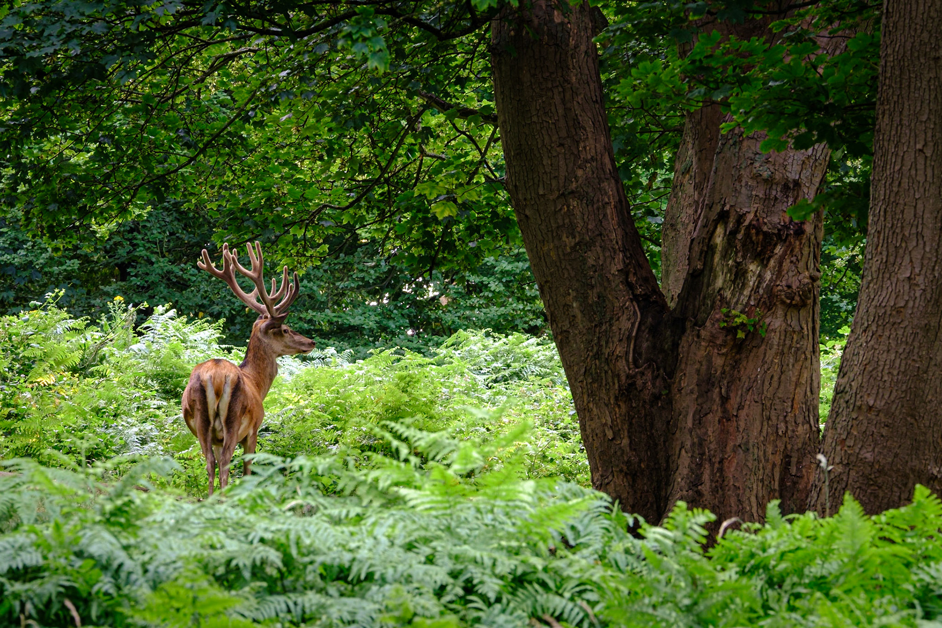 Sample image from 13th July 2019 - an example of "waiting too long" - we spent so long with the hinds & newborns that the stags were disturbed by dogs before we went over, thus limiting our chances. This is heavily cropped as we were some distance away. So, the mantra could be "get the shot while you can"!