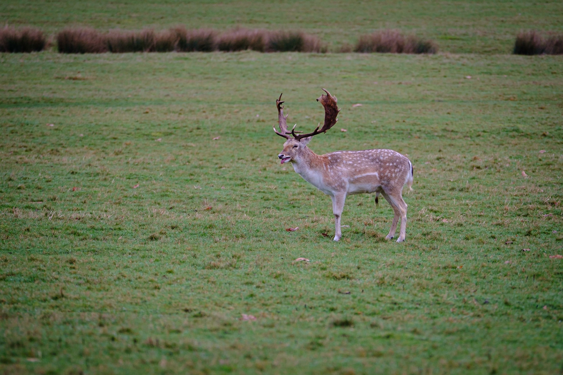Sample image from 2nd February 2020 - location is key! Out in the open, in very short grass, the setting is just too bland!