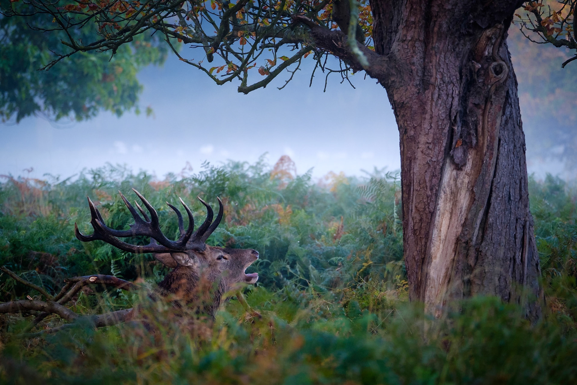 Richmond Park
