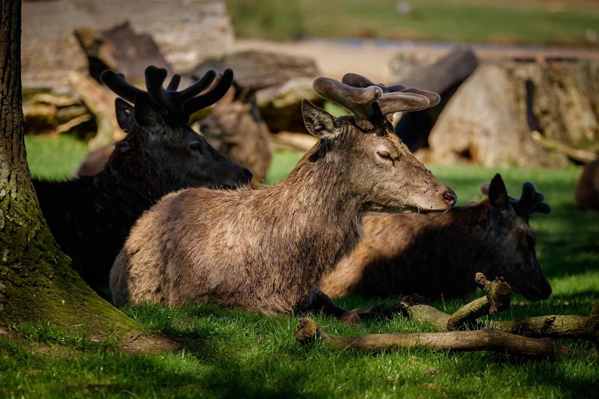 Sample image from 18th April 2018 demonstrating the use of light and shadow to highlight the main subject when the scene is too busy.