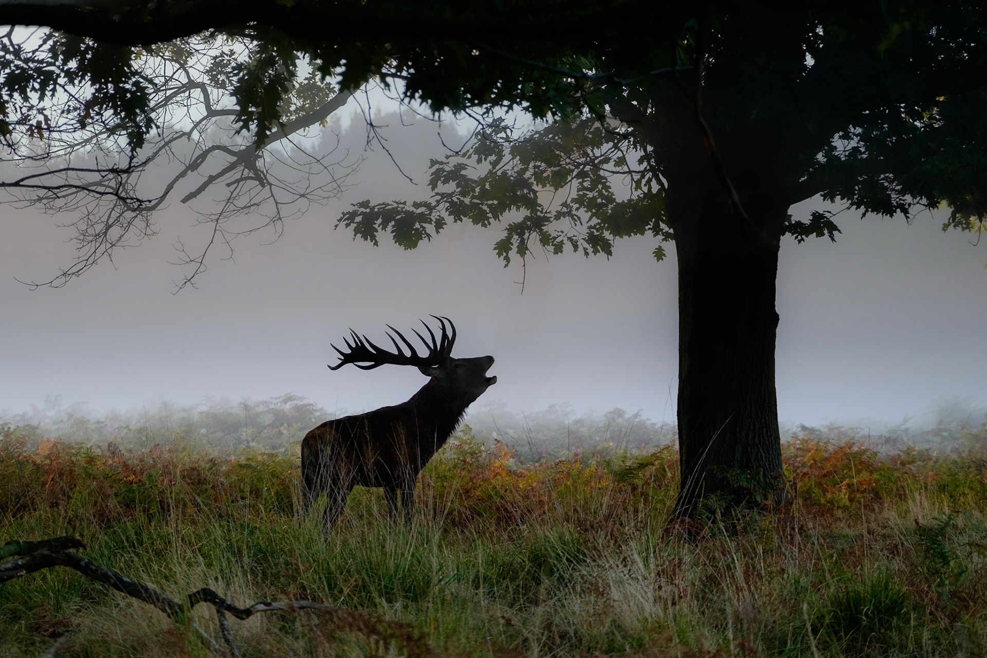 Richmond Park