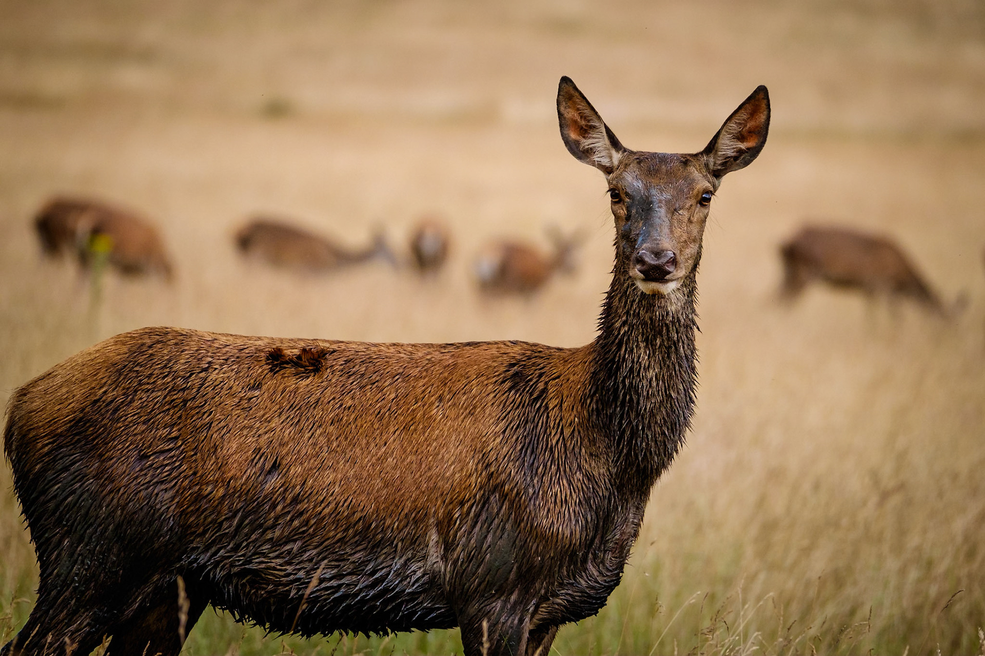 Sample image from 4th July 2018 - a small change in my position meant I could align the head of this hind in the gap between the background deer, maintaining a clean outline against the pale grass.
