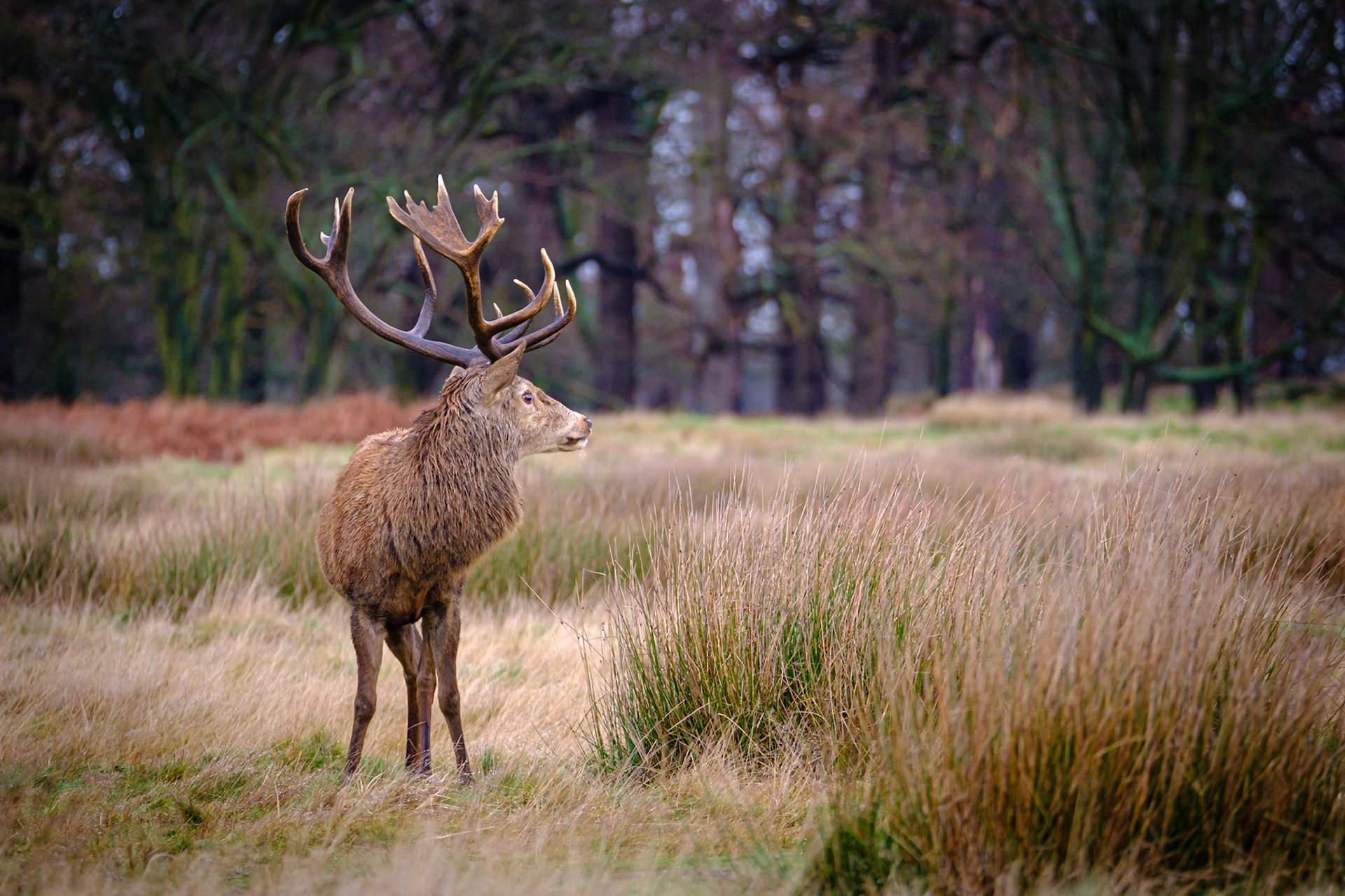 Sample image from 2nd February 2020 - the final processed version. Some slight modifications to white balance, highlights, shadows, clarity. Added a vignette and cropped to emphasisie the stag.