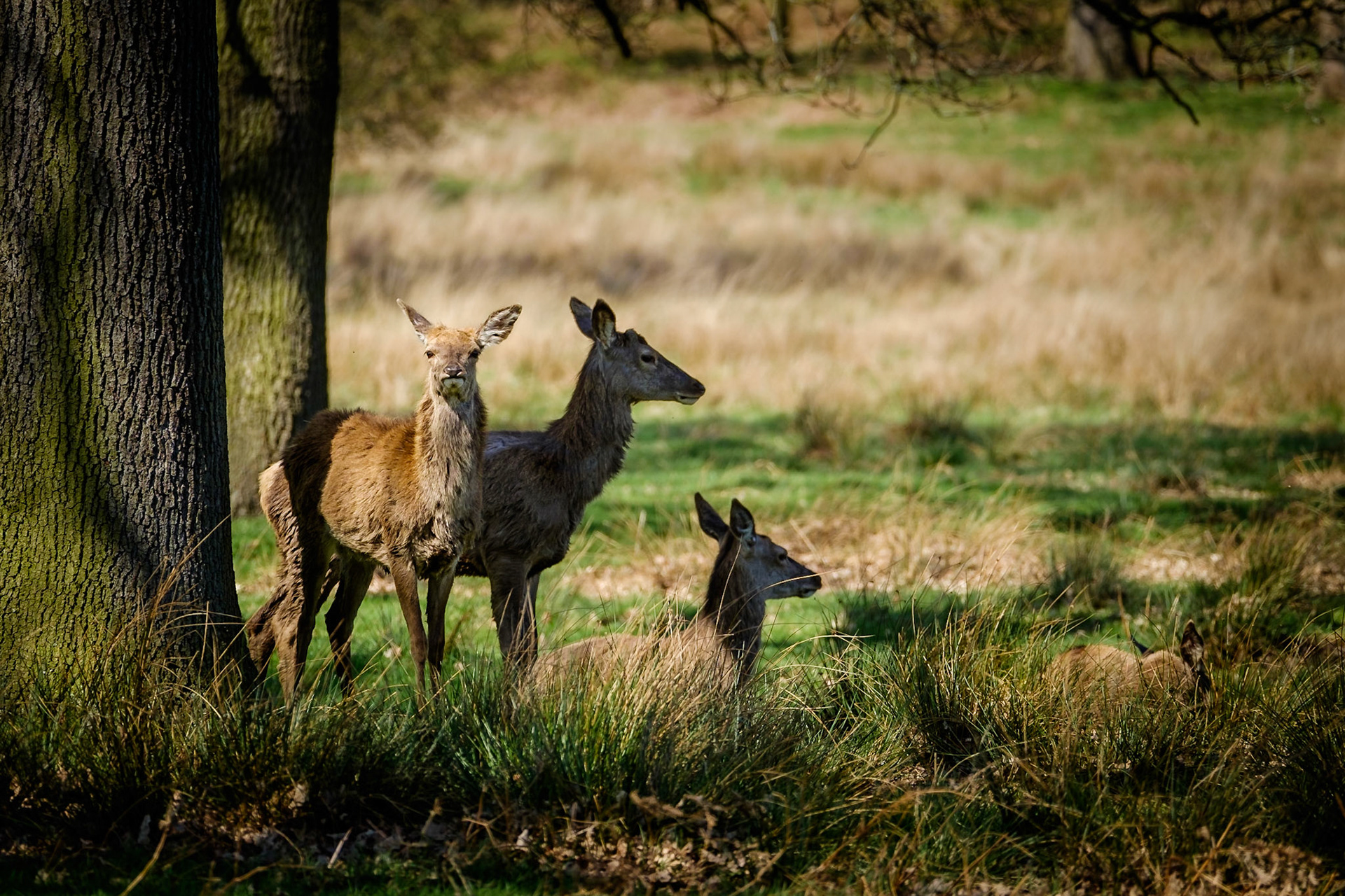 Sample image from 18th April 2018 - wait for some eye contact before pressing the shutter for added impact.