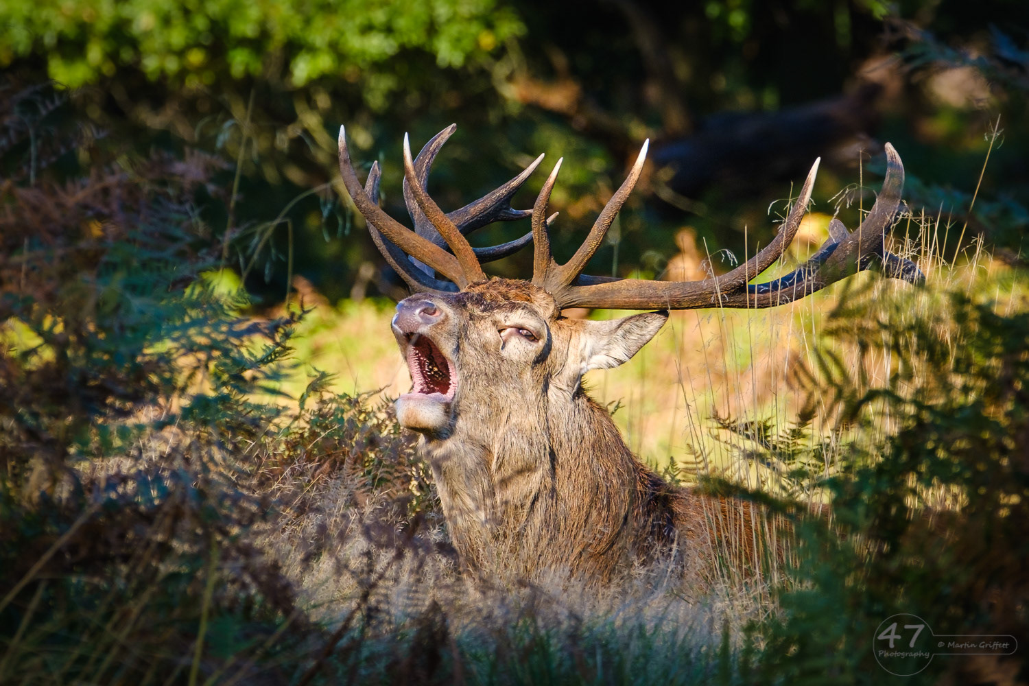 The roar of autumn