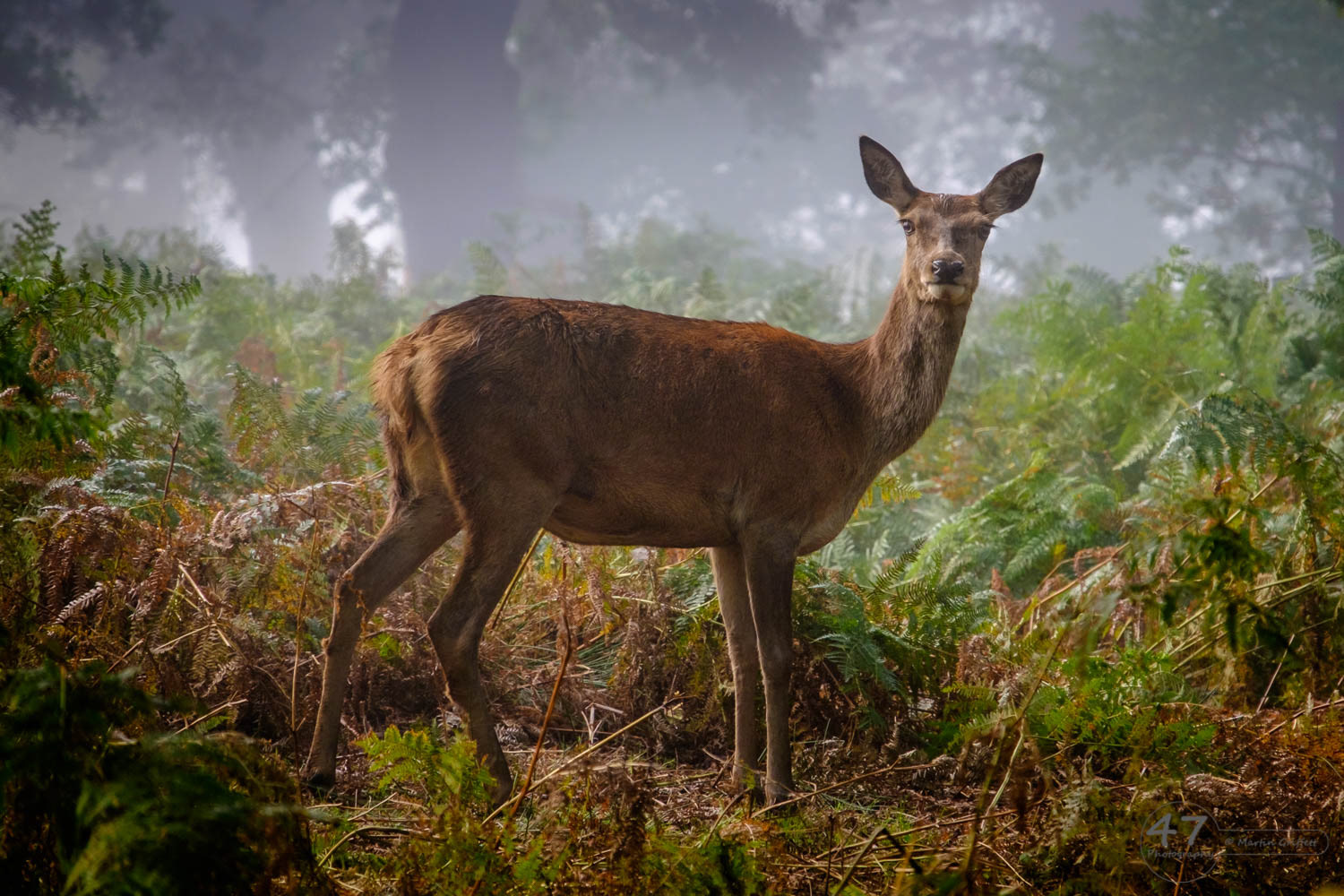 Portrait of a Red Deer Hind